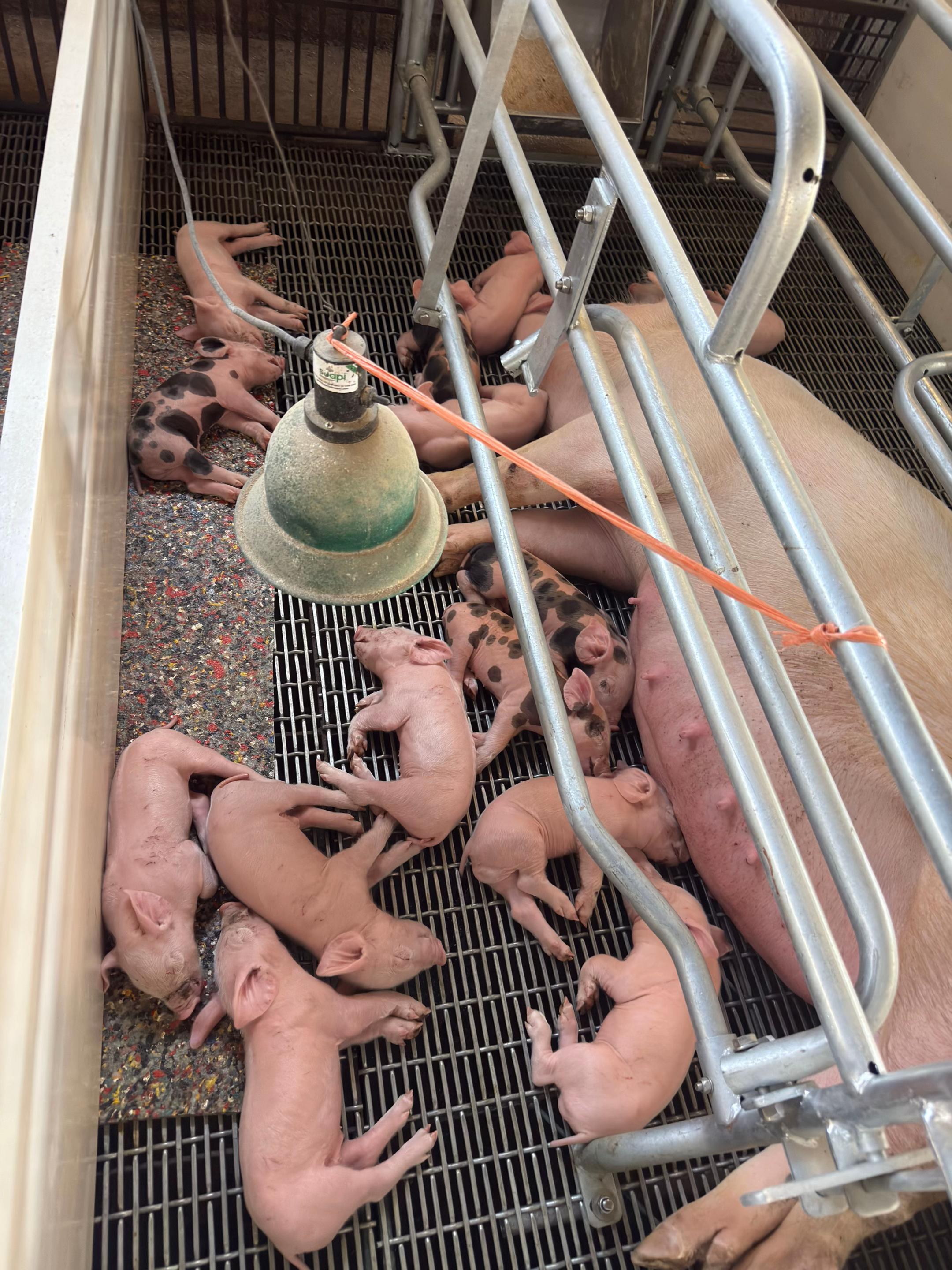 @Alan García 🇲🇽🐷🐖🐽