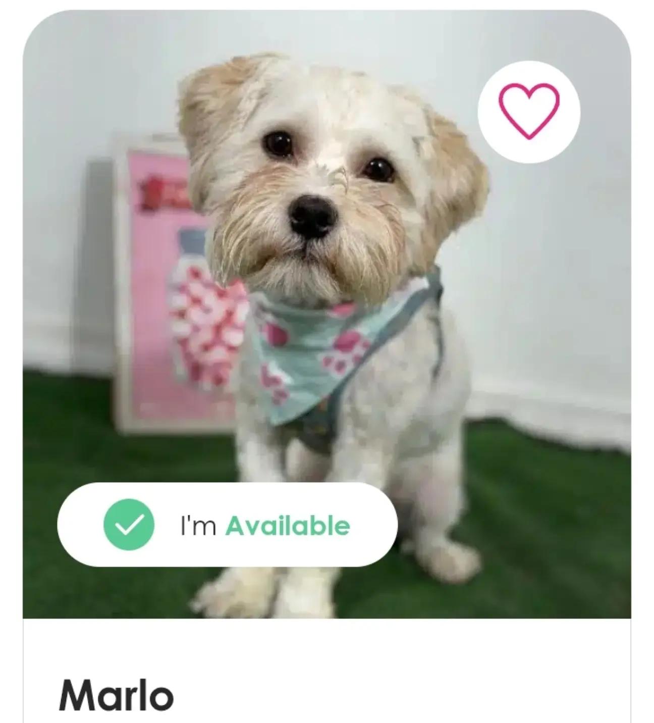 @Amazing Dogs Rescue