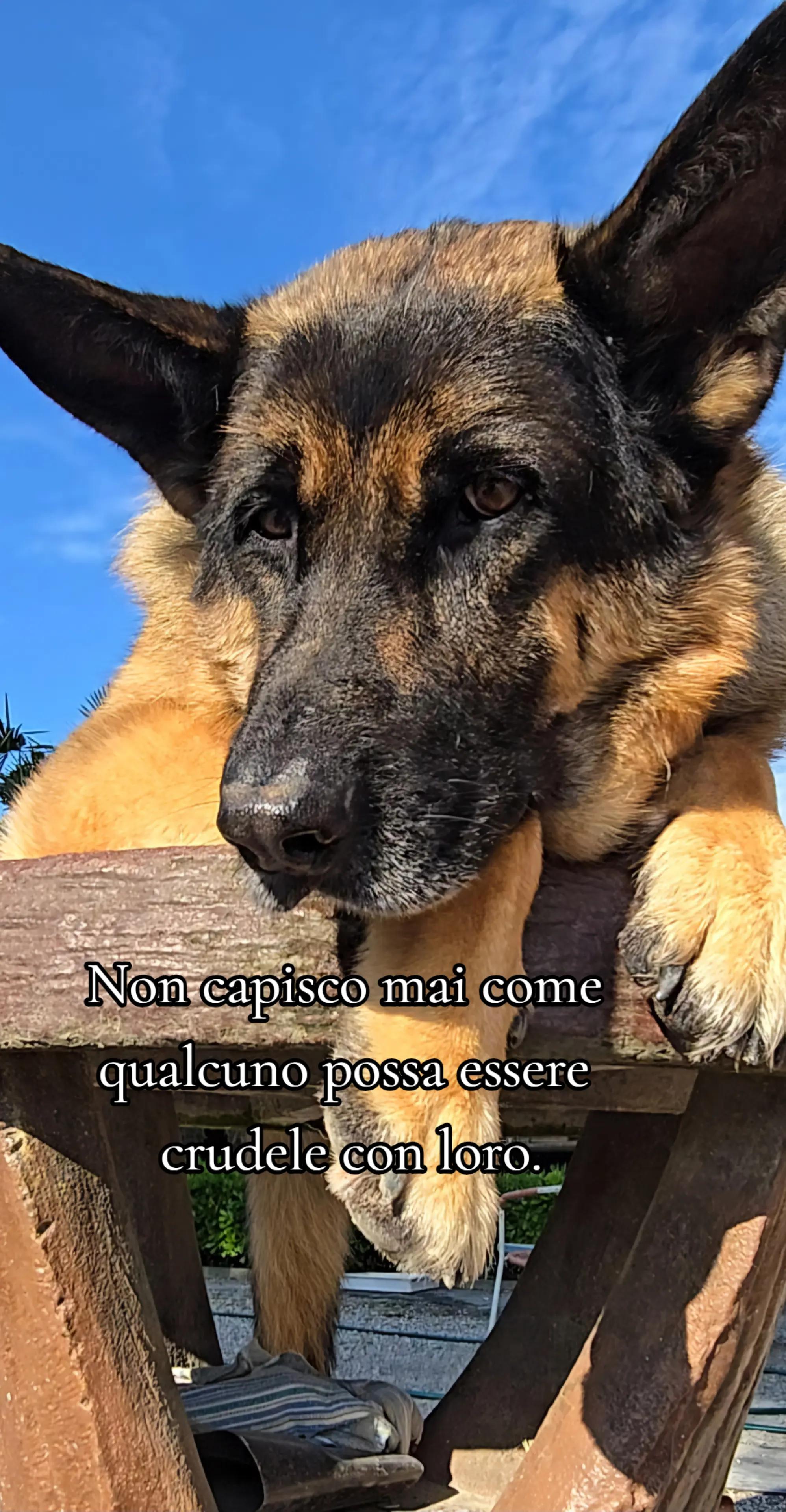 @⚜️🐾THOR&PICKY🐾⚜️