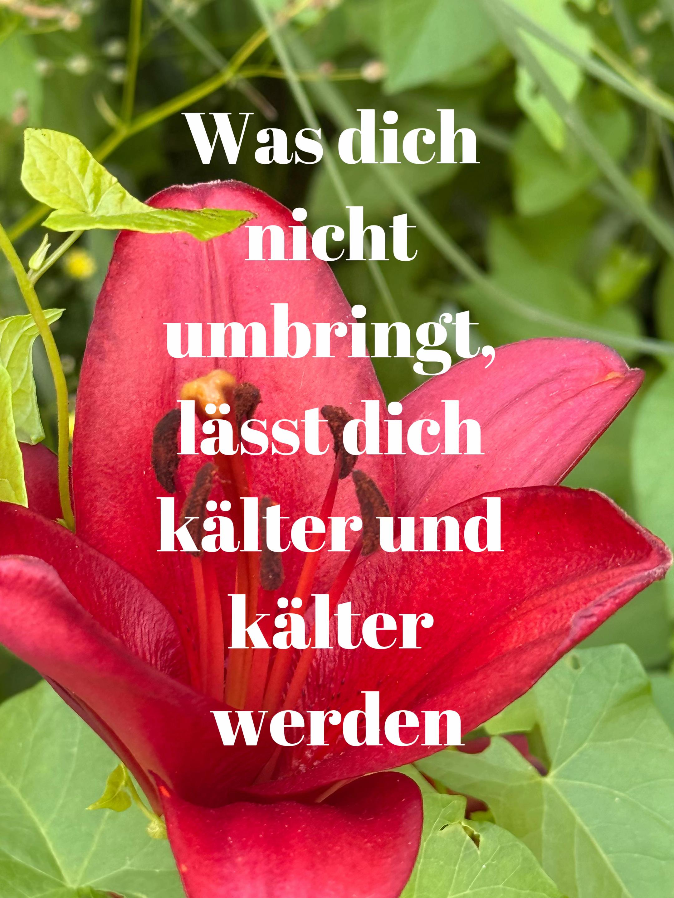 @🌸