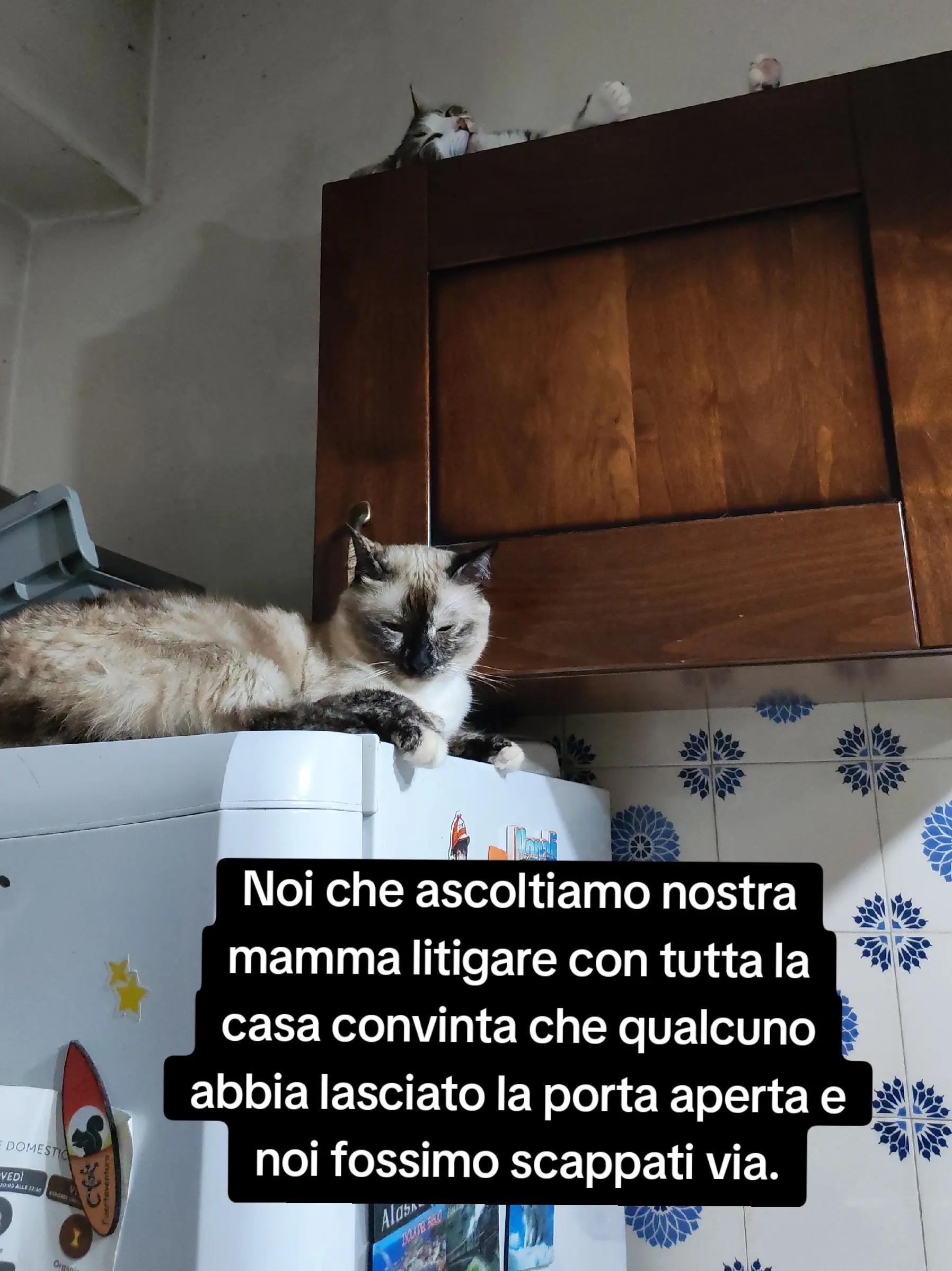 @A L E S S I A