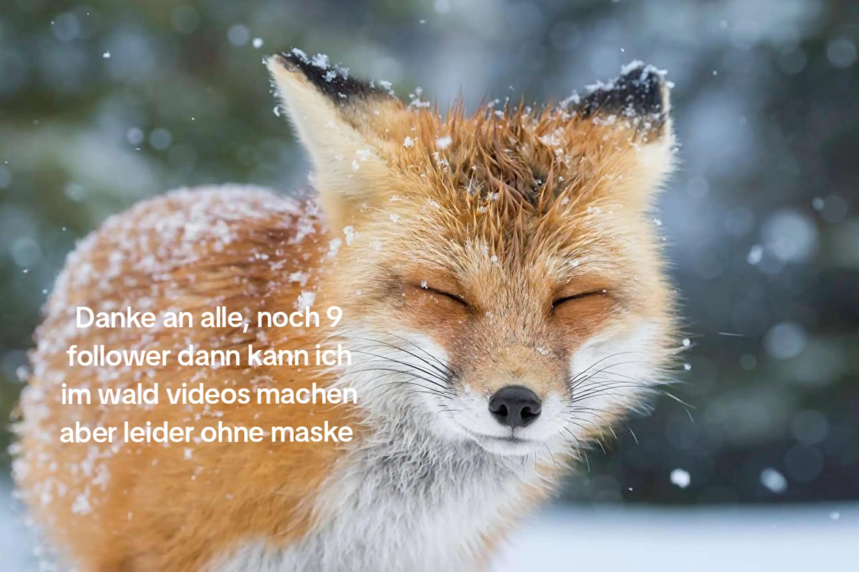 @Lina 🐾🦊