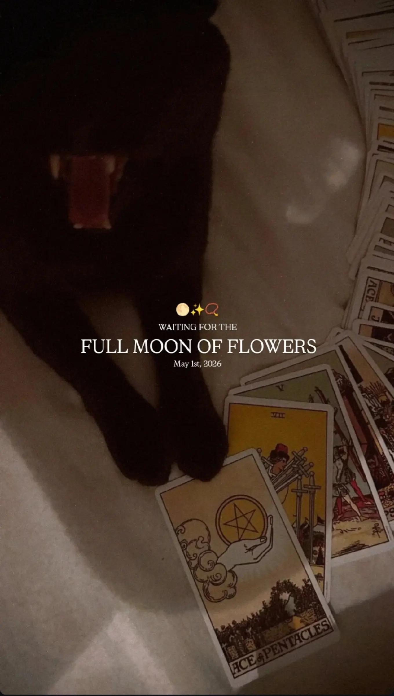 @ᴍᴀʟᴅɪᴛᴀ | ᴅᴀʀᴋ ᴠɪʙᴇꜱ ❤️🔥🌙