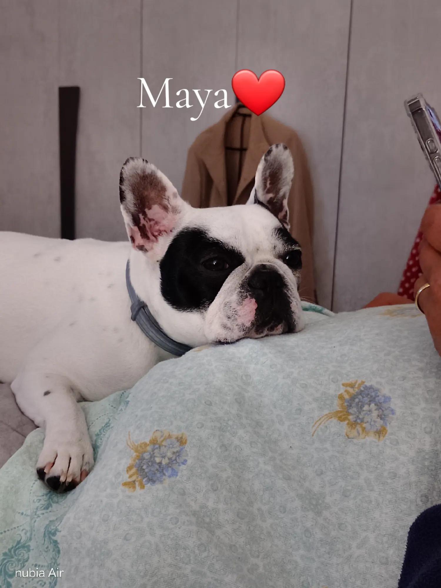 @Nelly🩷Maya🐶