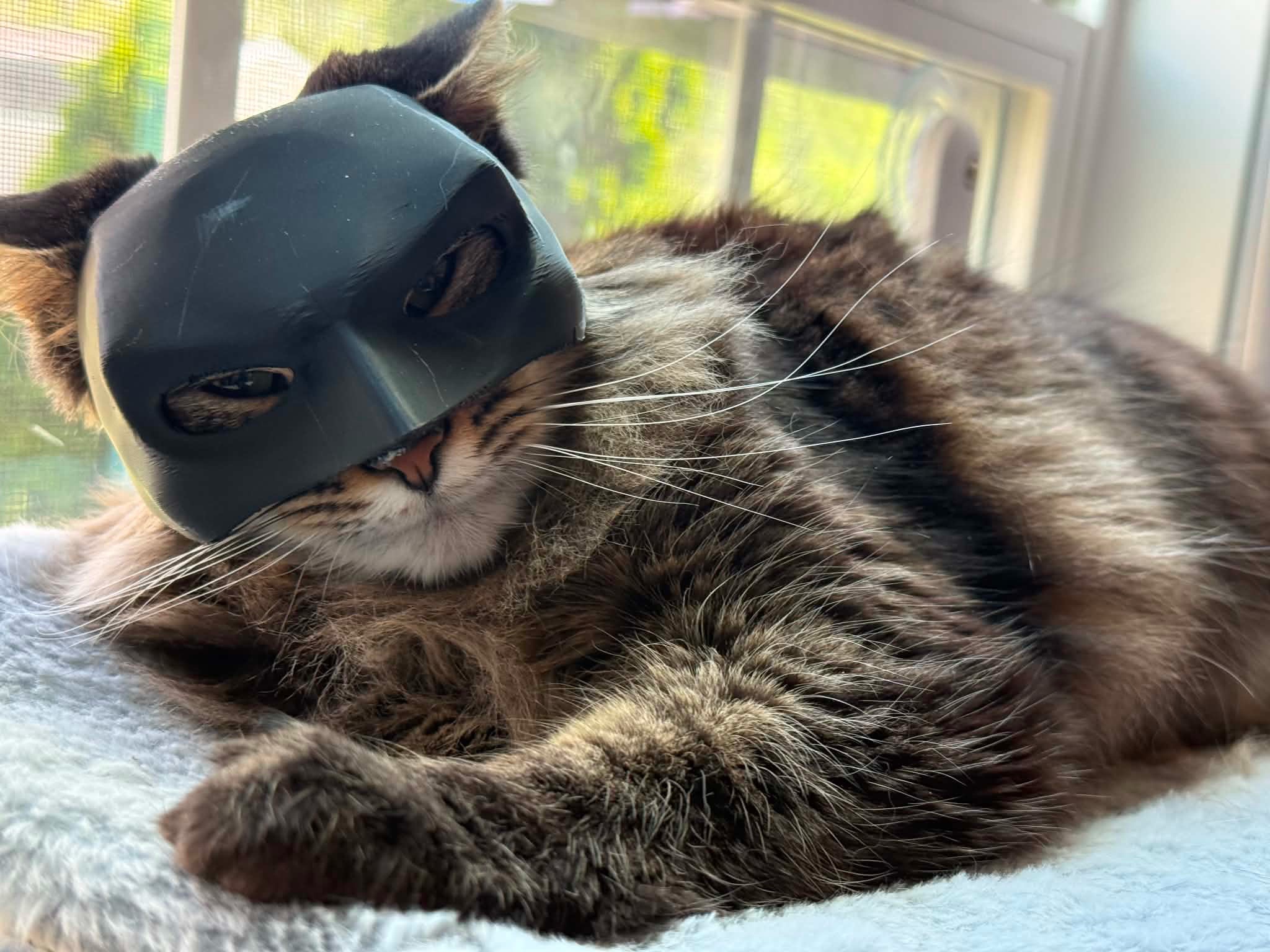 @RoxySnowballCatDrama