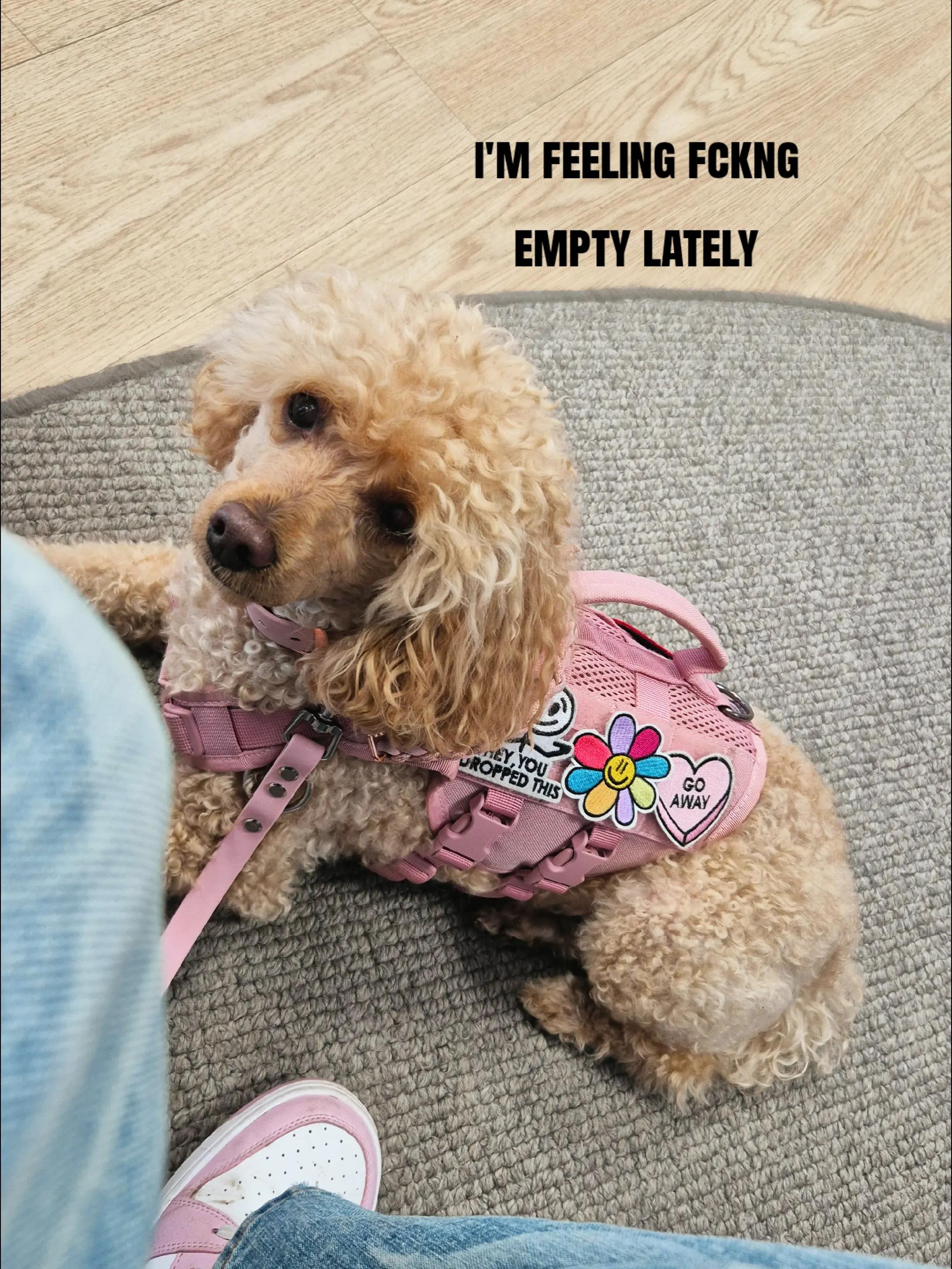 @💞🐾🐩