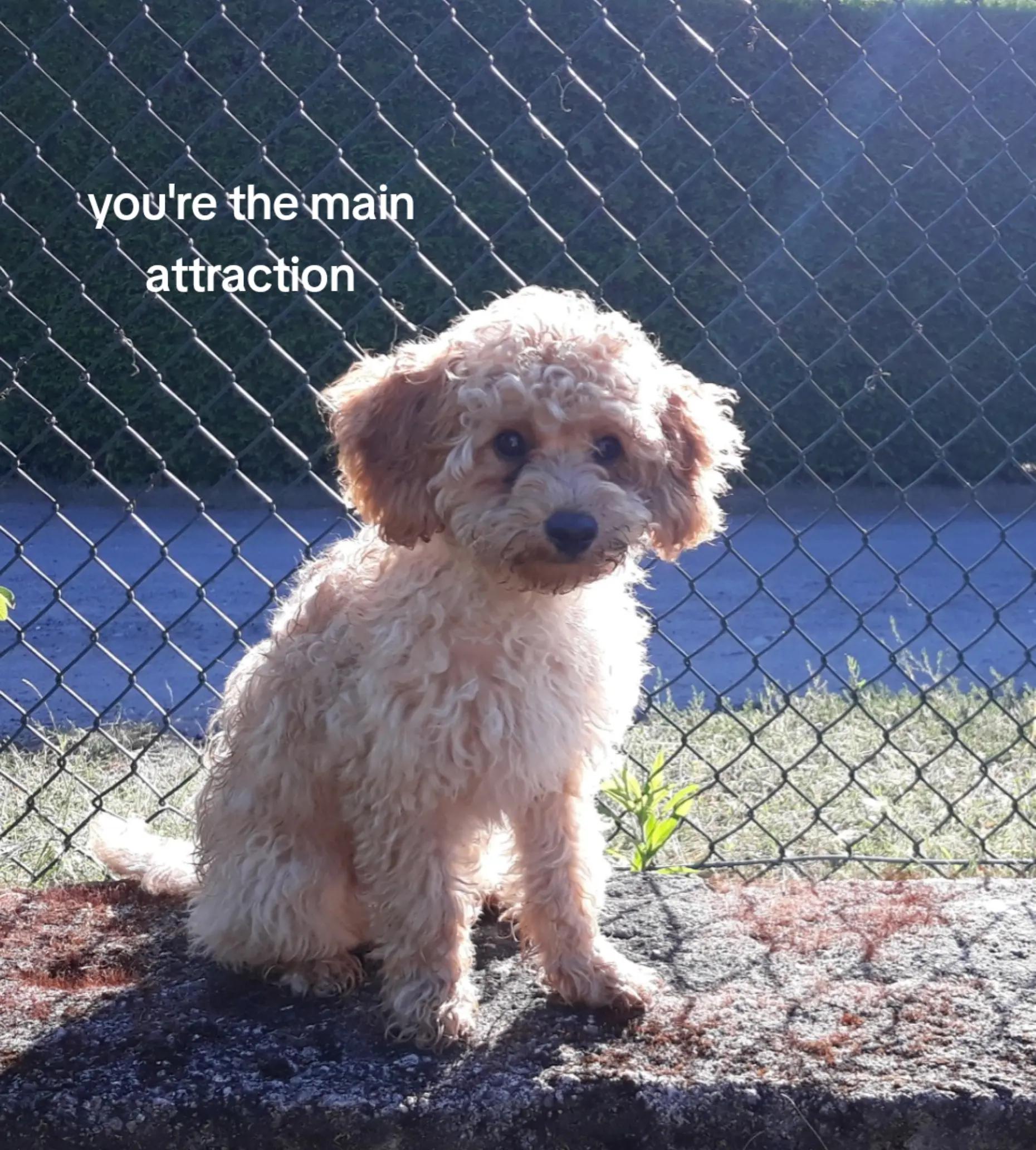 @💞🐾🐩