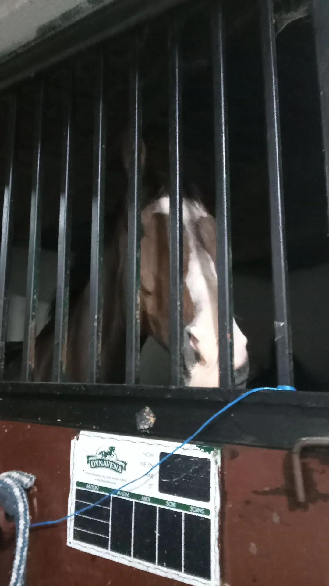 @меги🐎