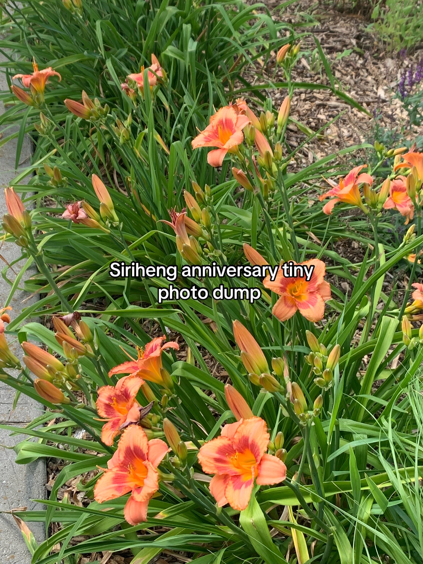 @siri ‘ s â¡ dan heng â. ð ðð«