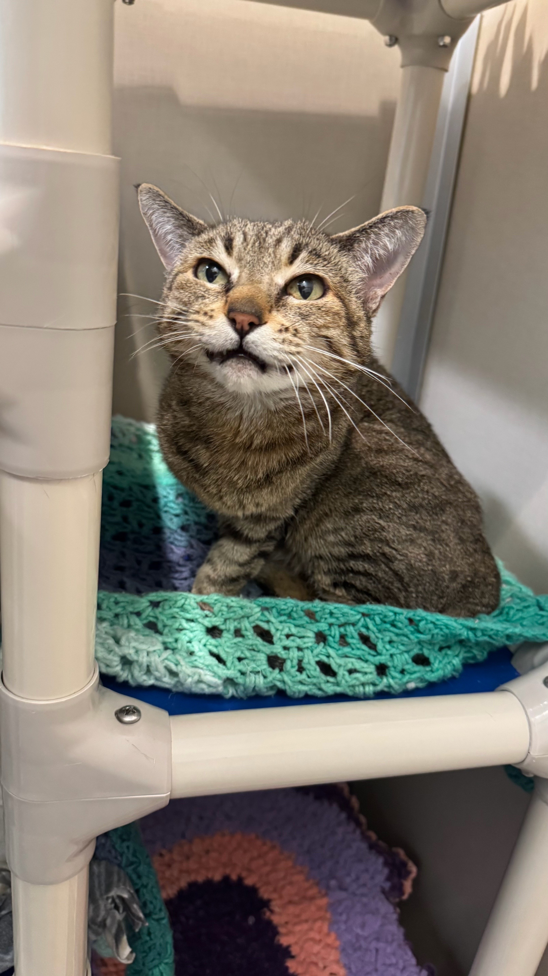 @Seattle Humane