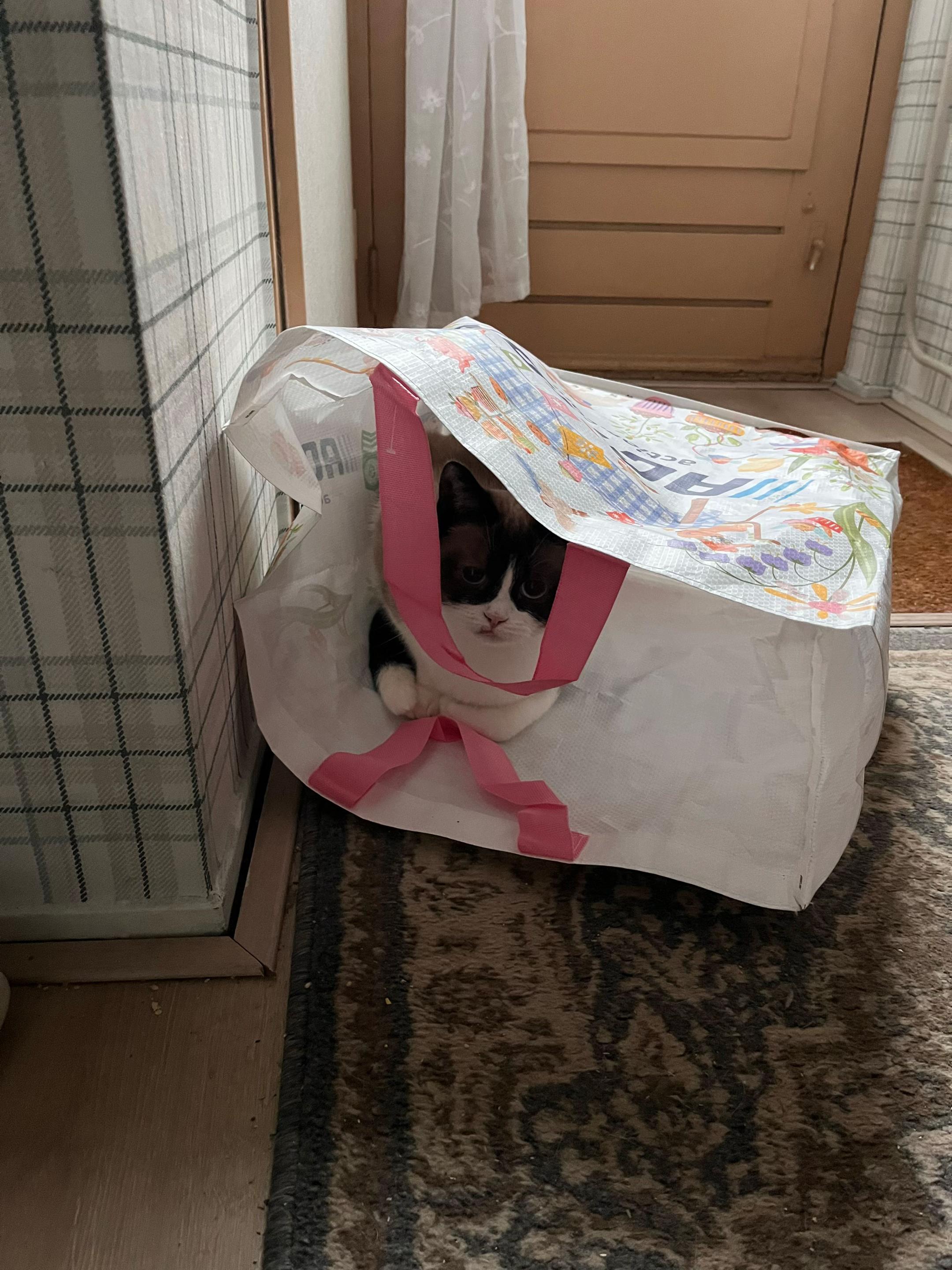 @grumpycattommyandfriends