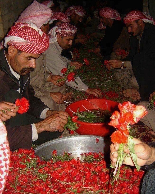 @ديــون نــايـتـس