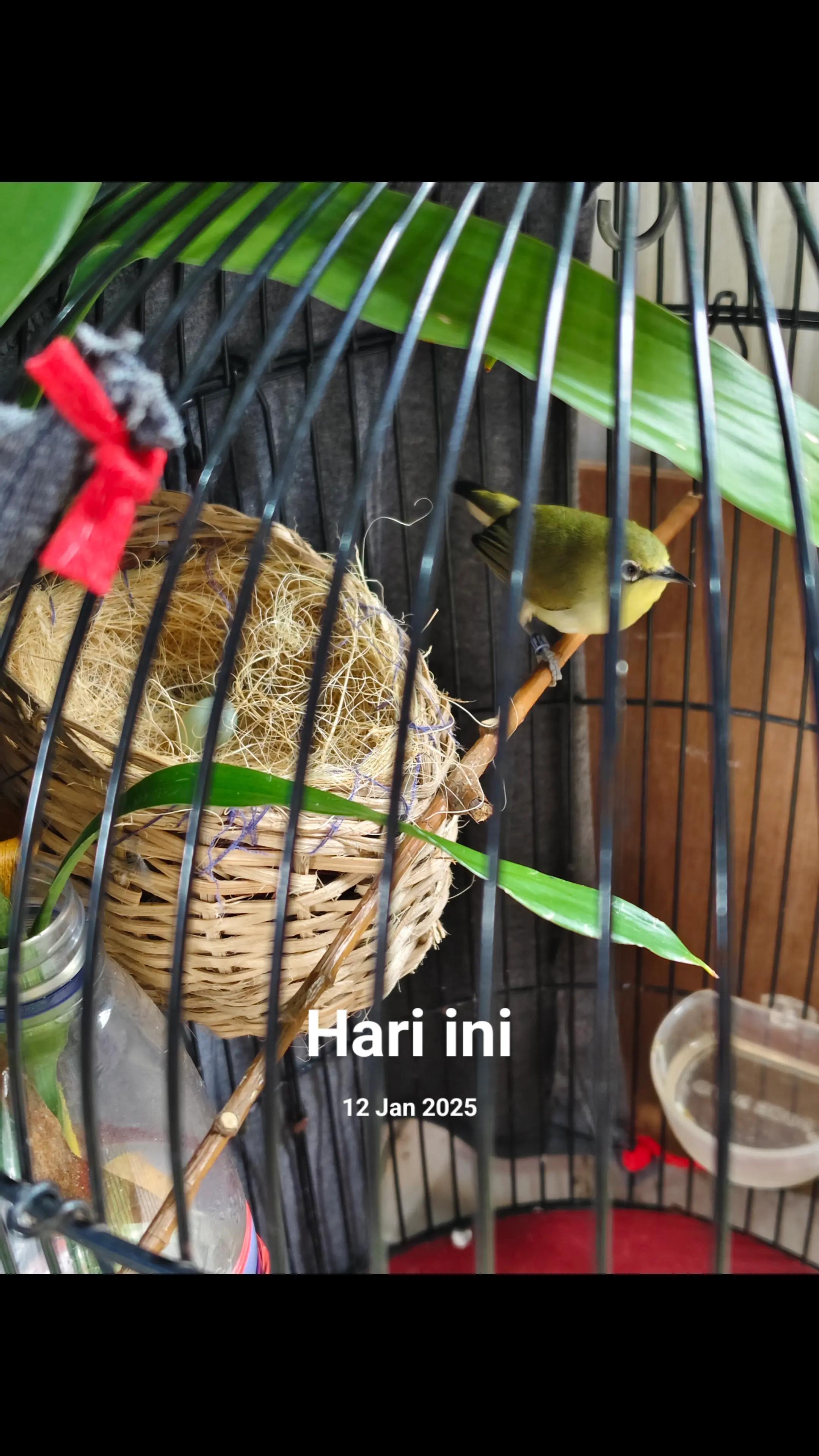 @NDX BIRD FARM