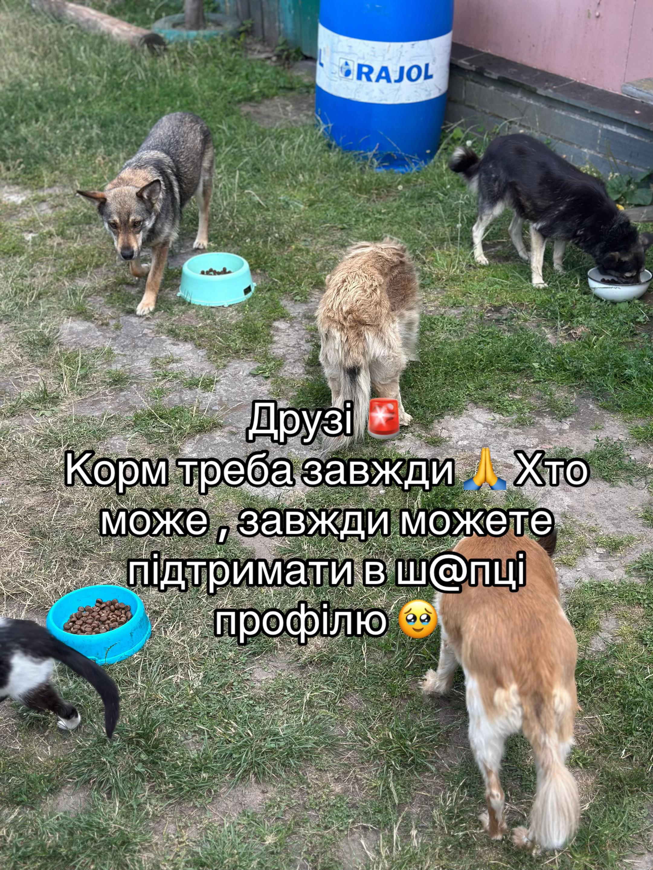 @tanya.help.animal