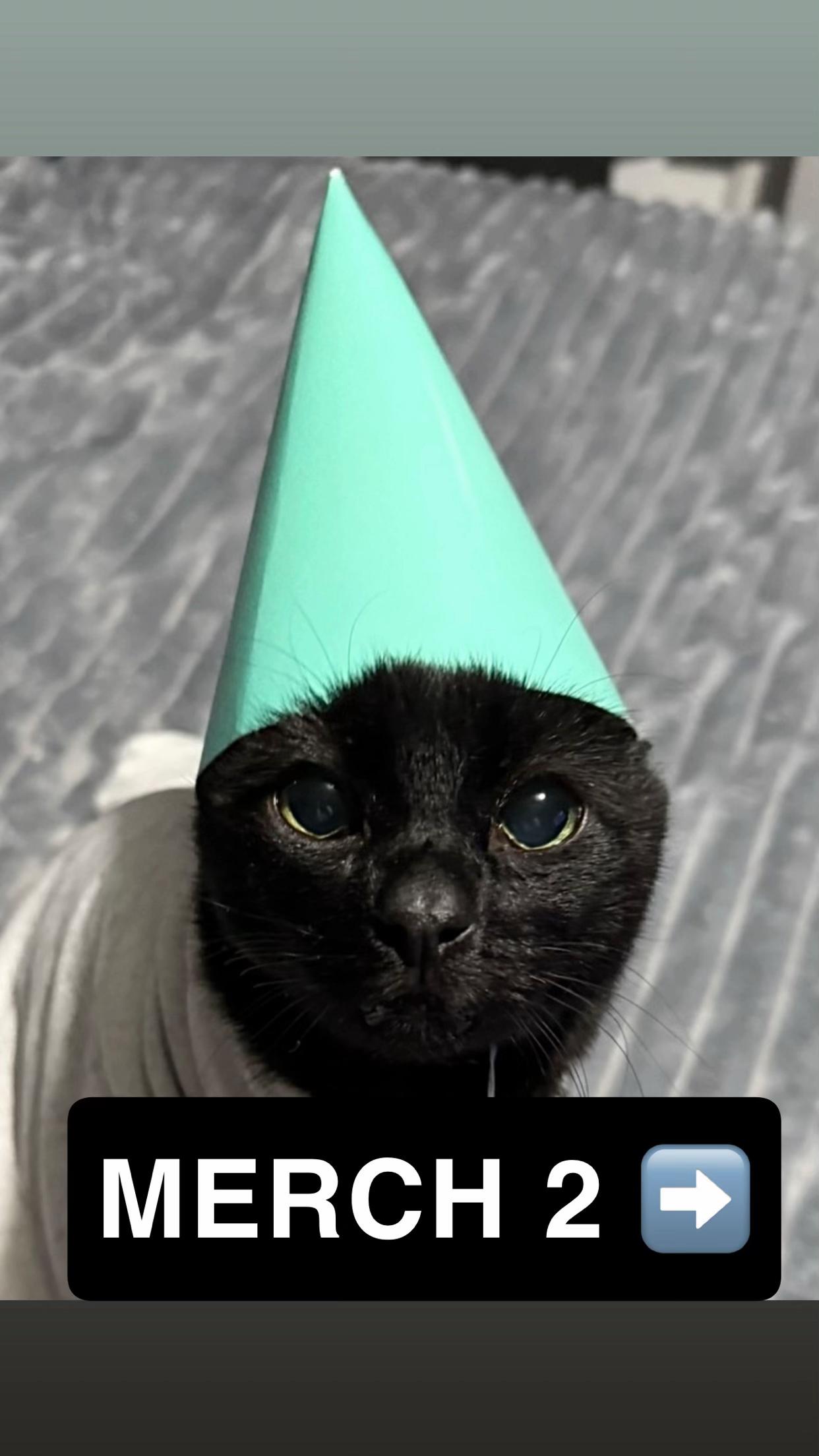 @Teefie_tribe 🐈⬛🐈⬛🐈🦷🦷