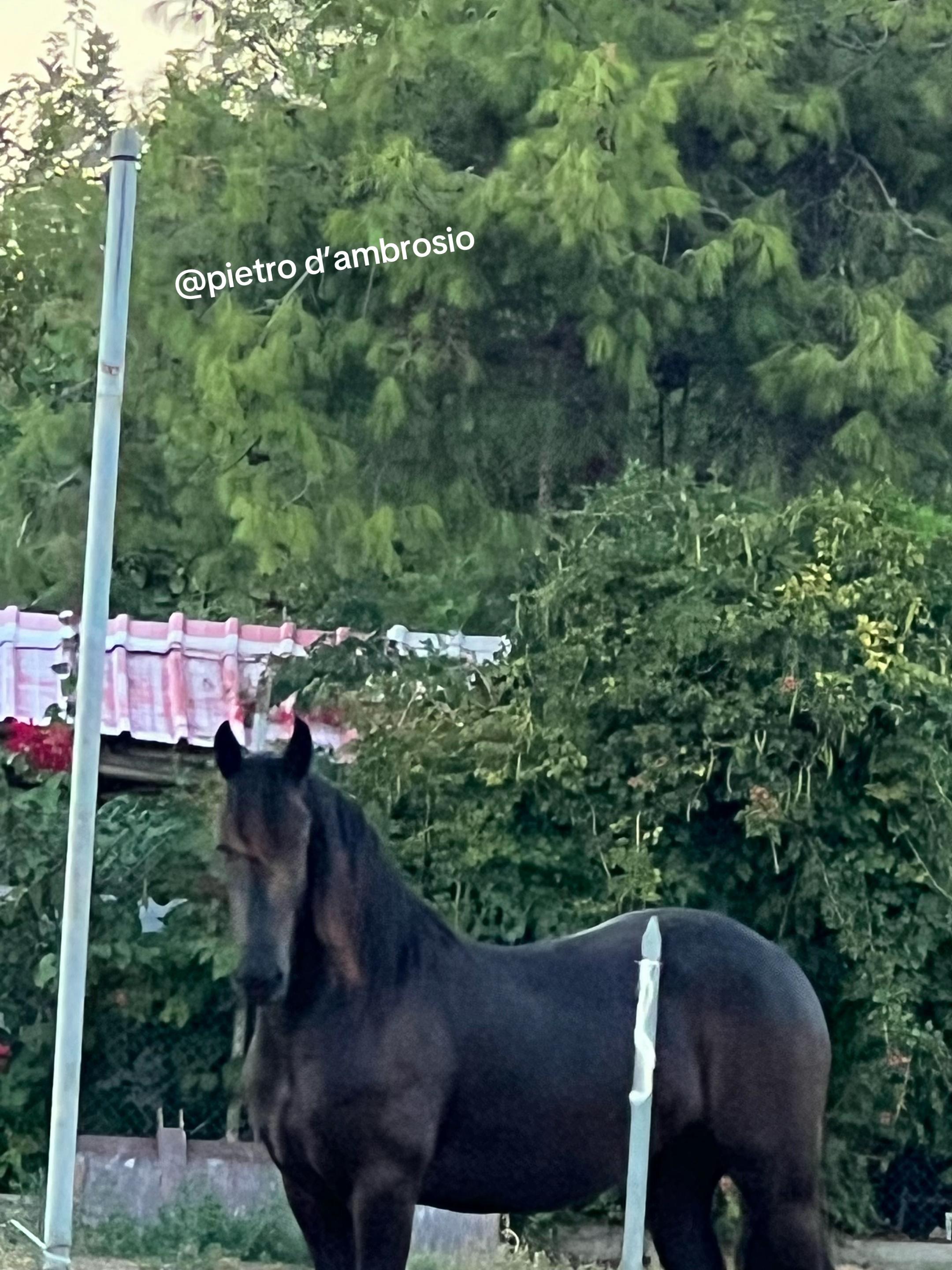 @vincenzo d’ambrosio