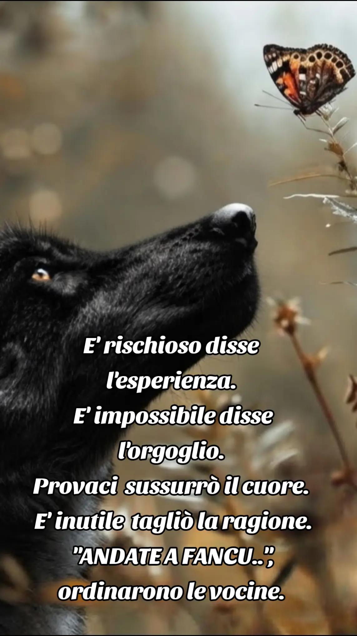 @๐บ๐ฝCrazy Wolf.
