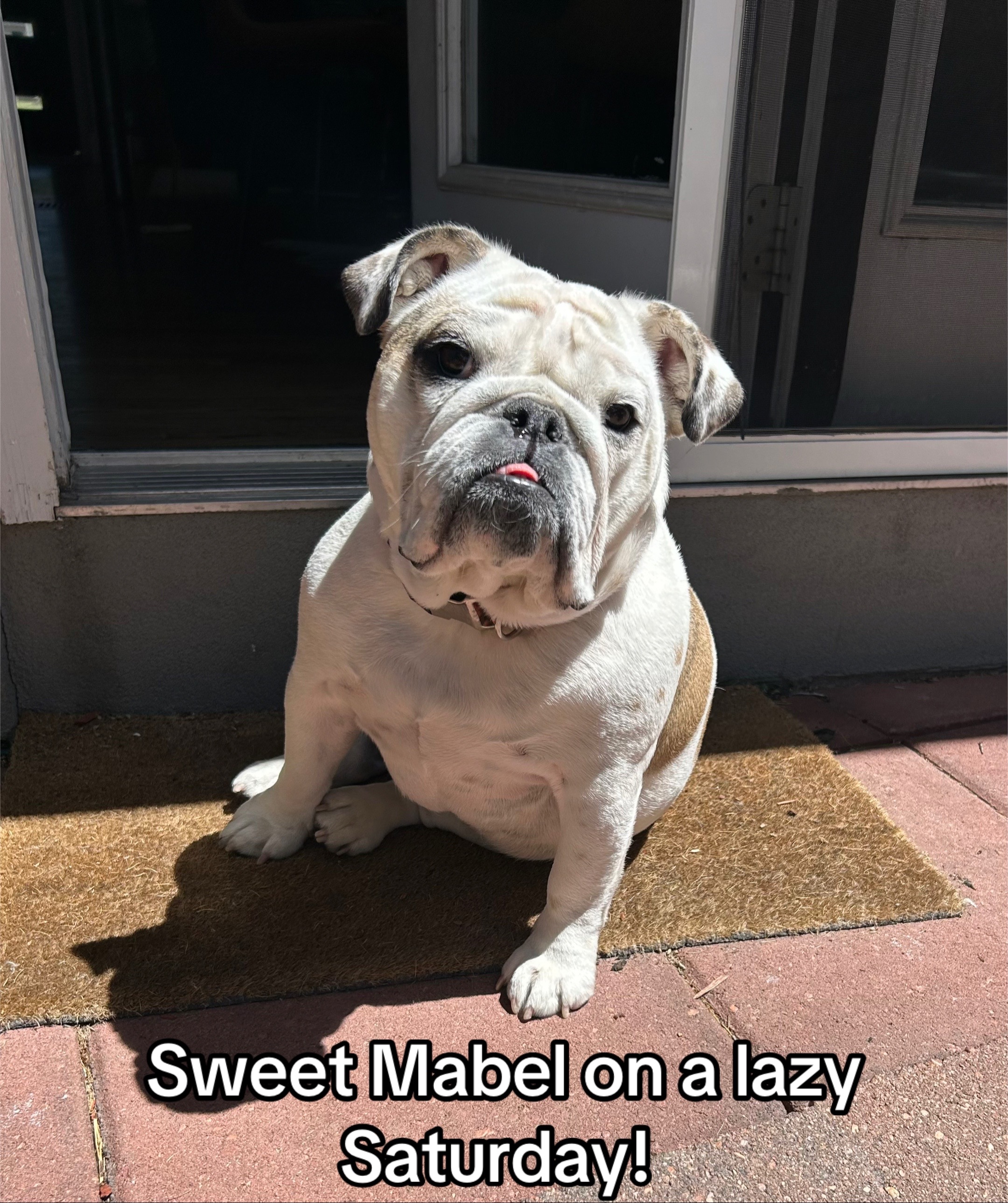 @MabeltheBulldog