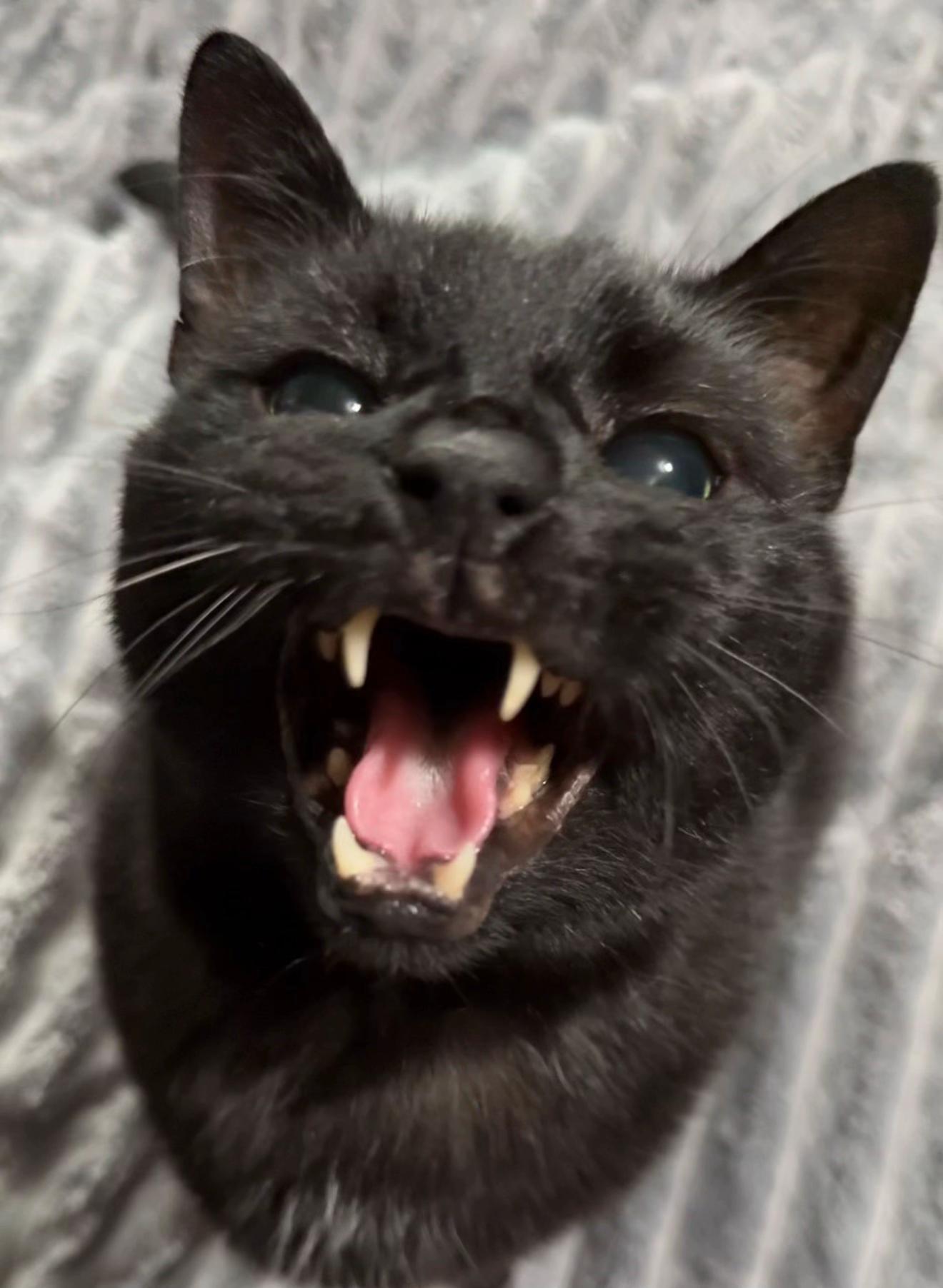@Teefie_tribe 🐈&zwj;⬛🐈&zwj;⬛🐈🦷🦷