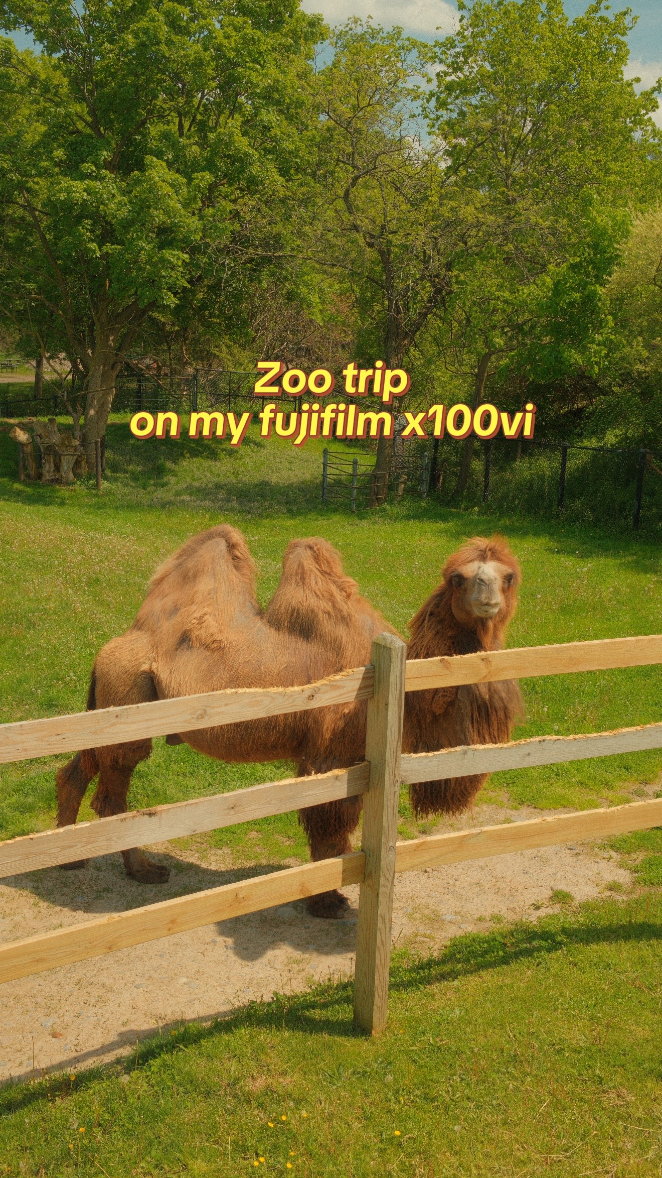 @lily
