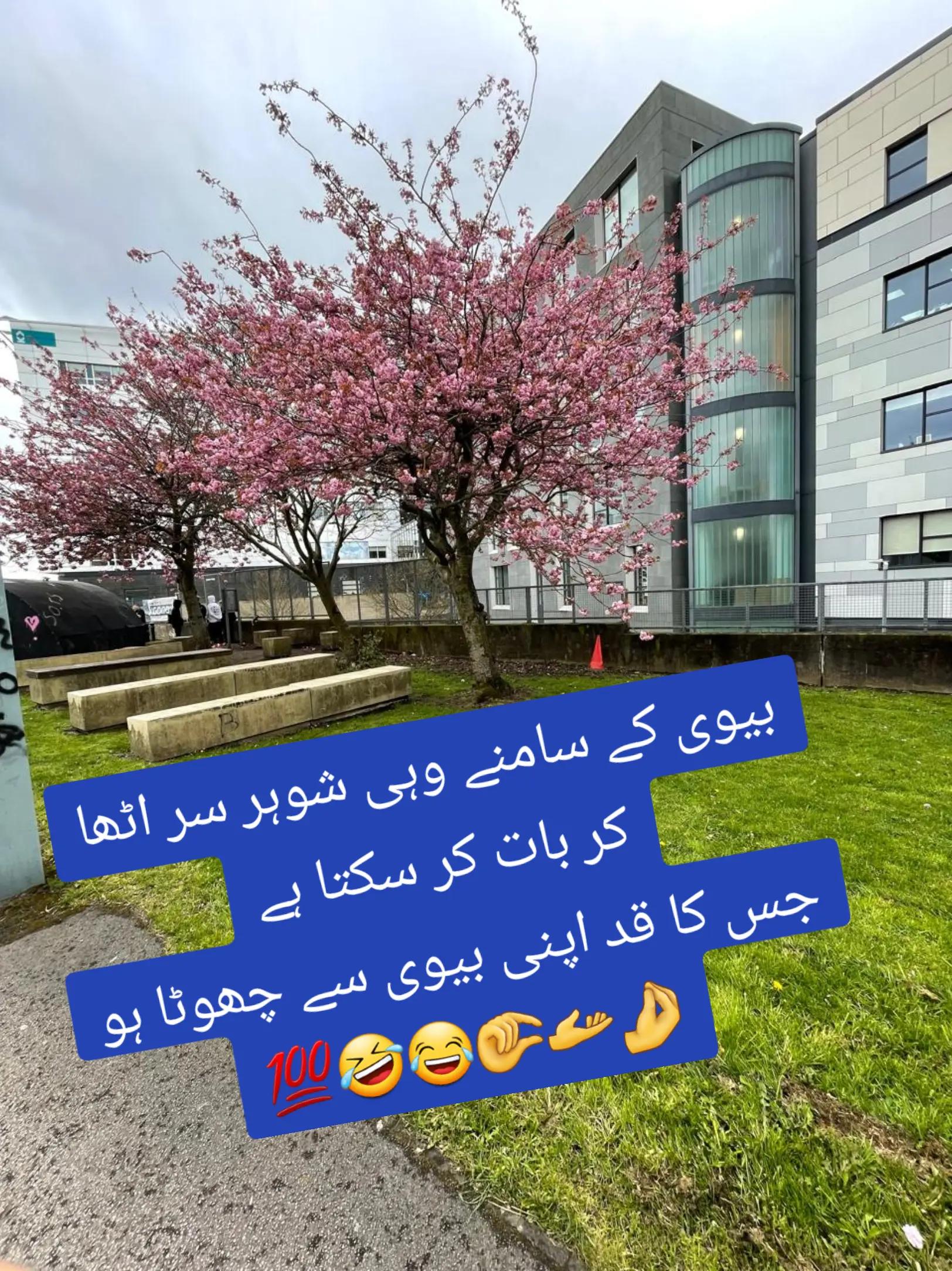 @🇵🇰Des 🇬🇧Pardes