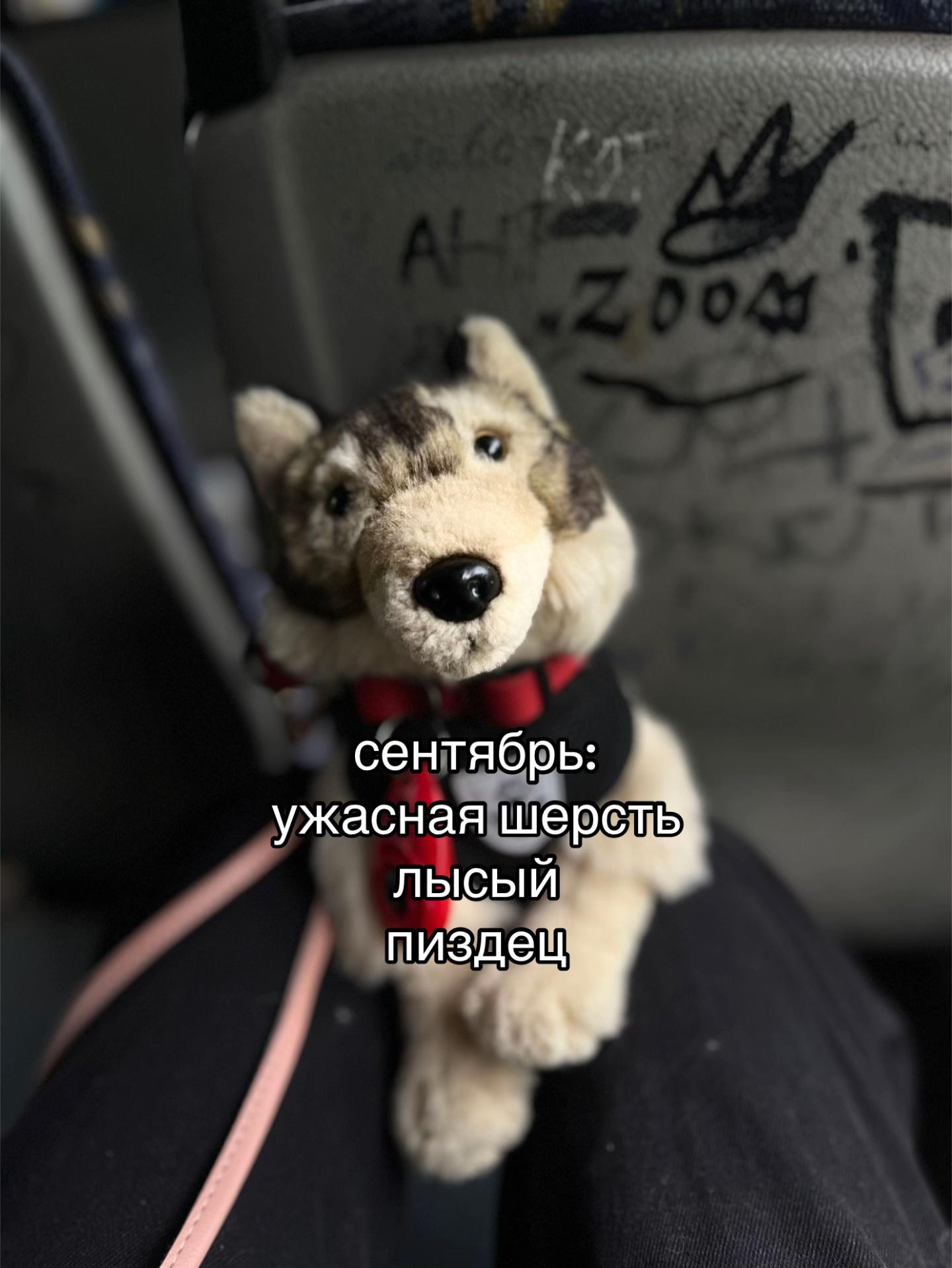 @♯🐾.ᴍᴇʏsʜɪ✧˚
