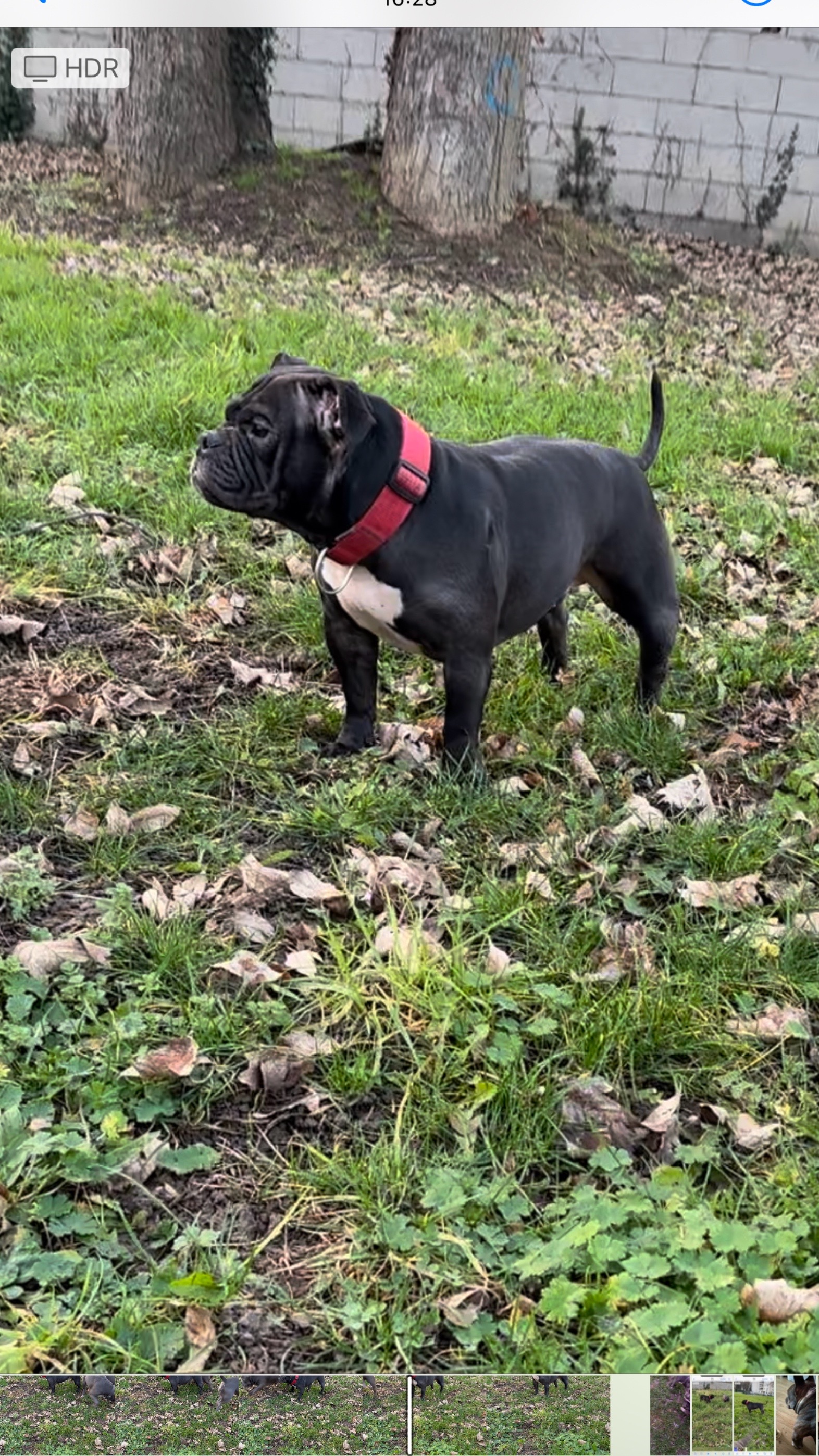 @mosthigh.bullycamp
