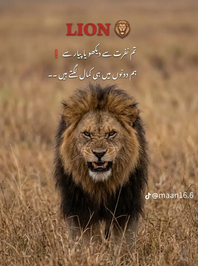 @usama hu yaar❤️🔥😜🤪