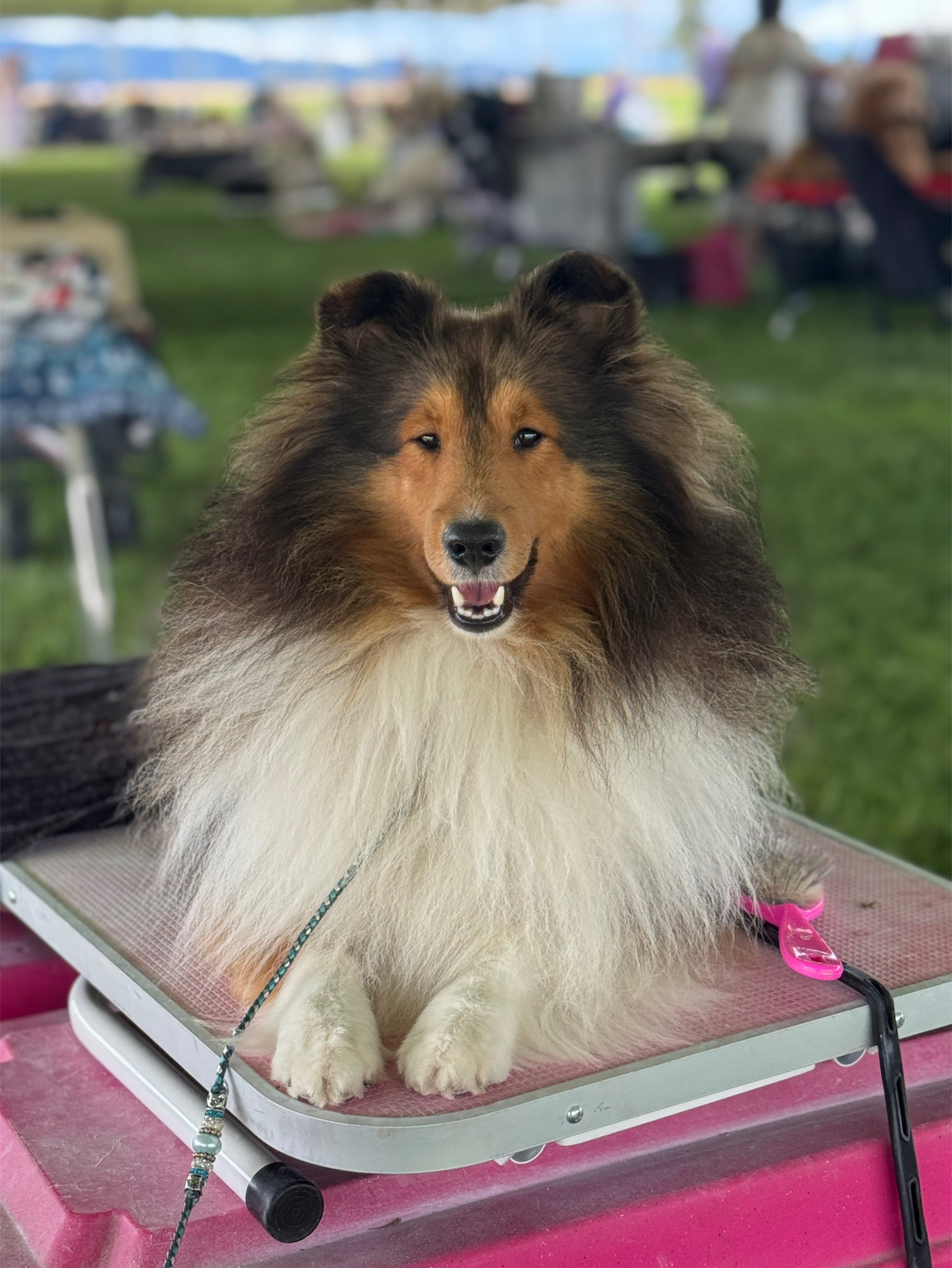 @Heather Discovery Canine Adv.