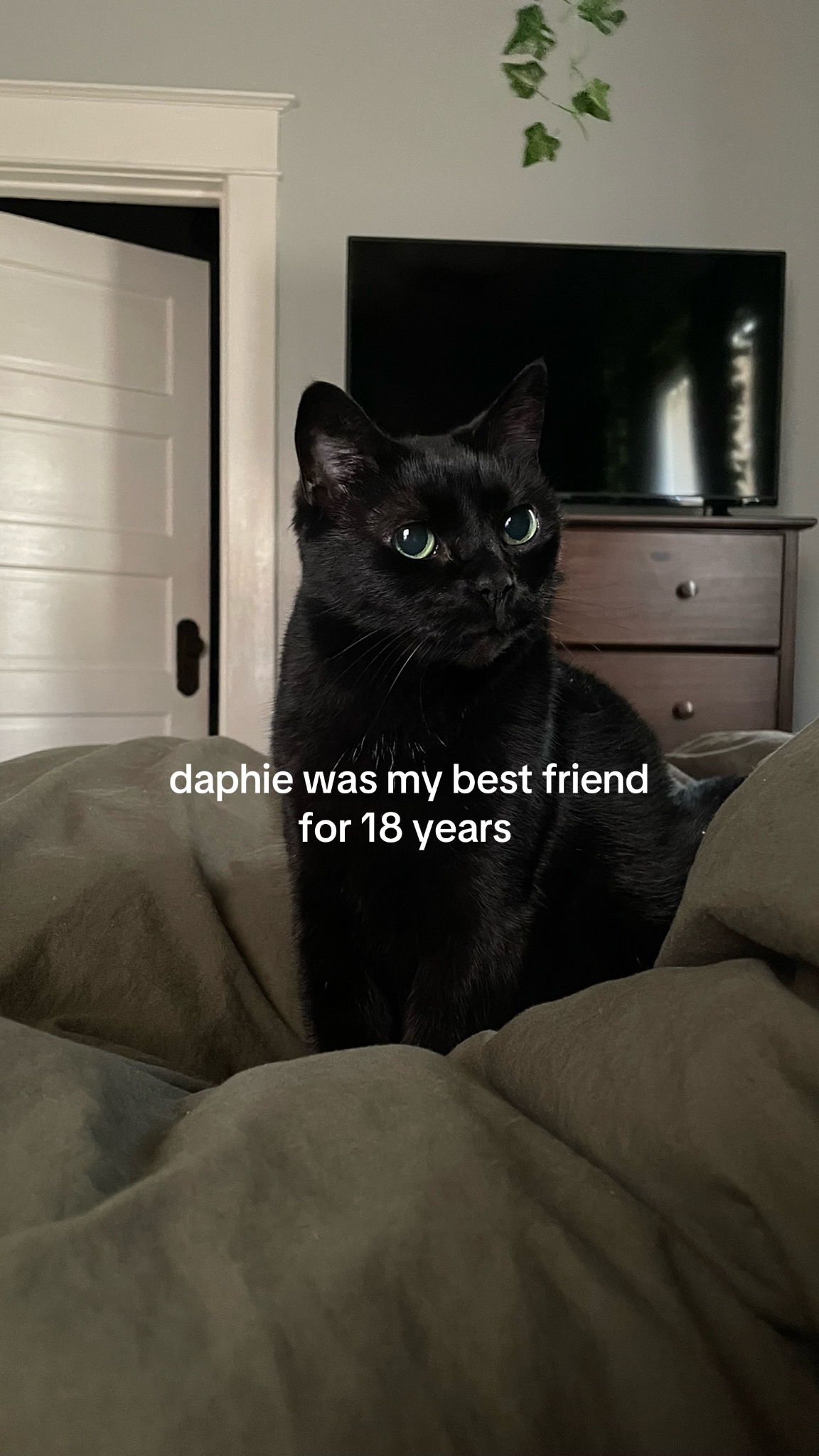 @🐈&zwj;⬛