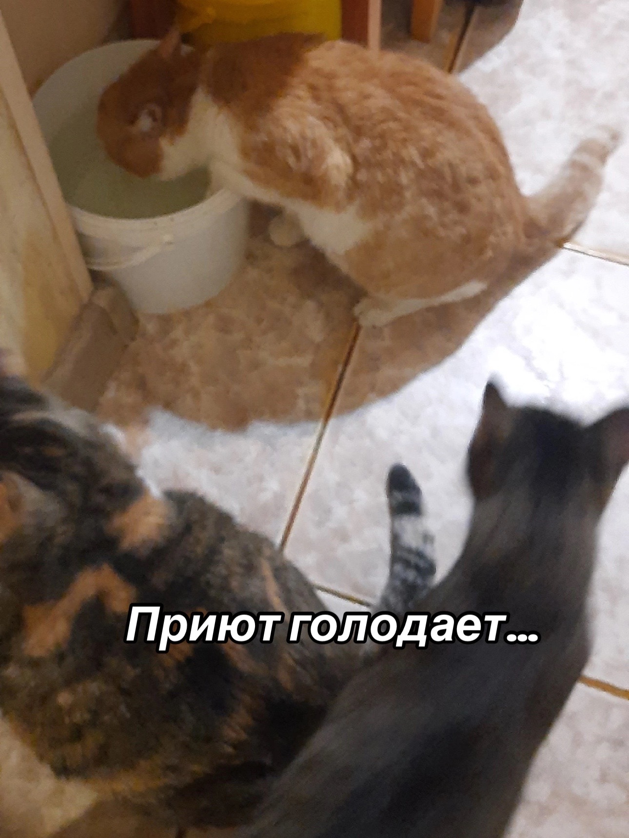 @Приют для животных Потеряшка