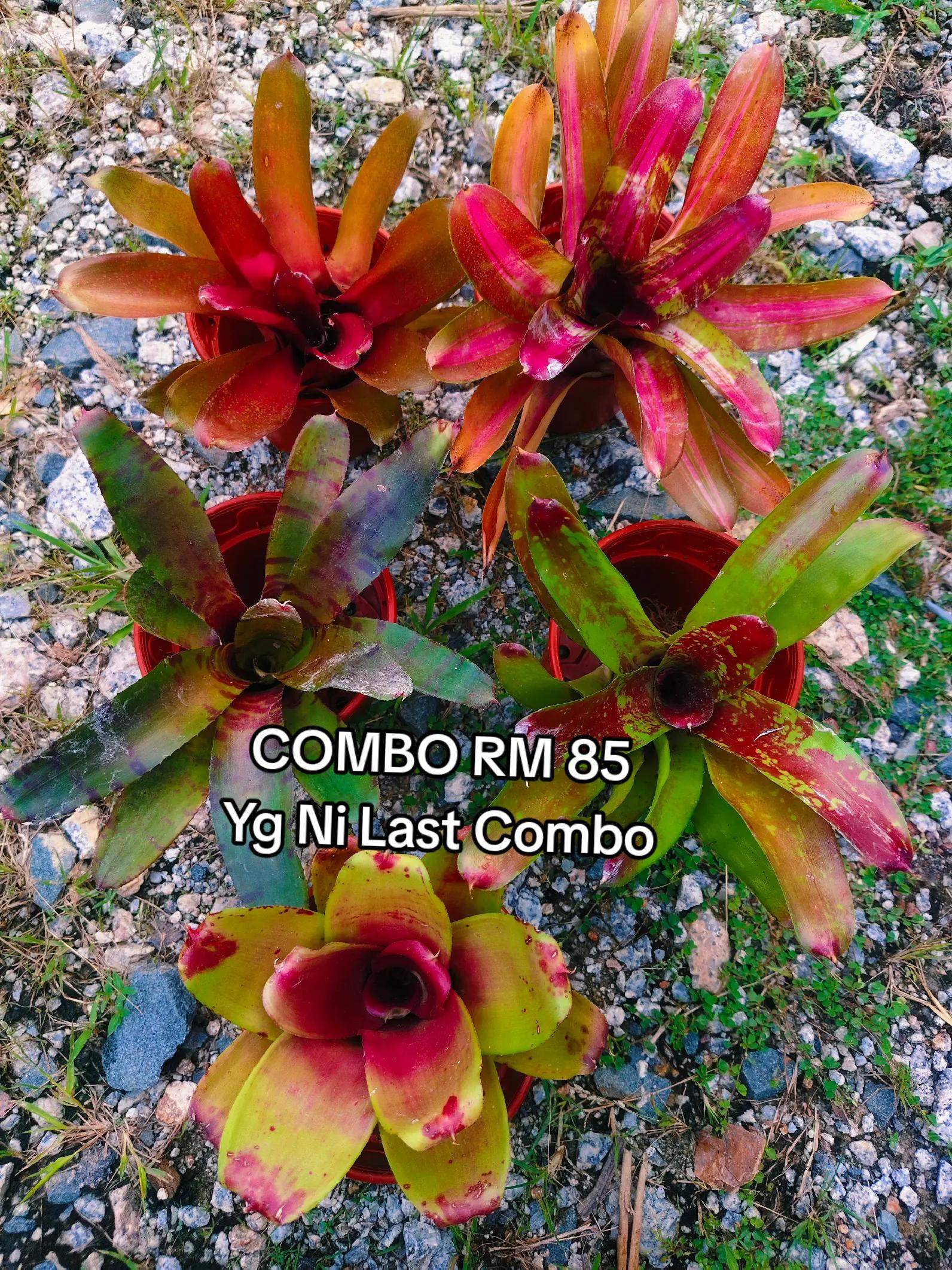 @MEKNA Garden