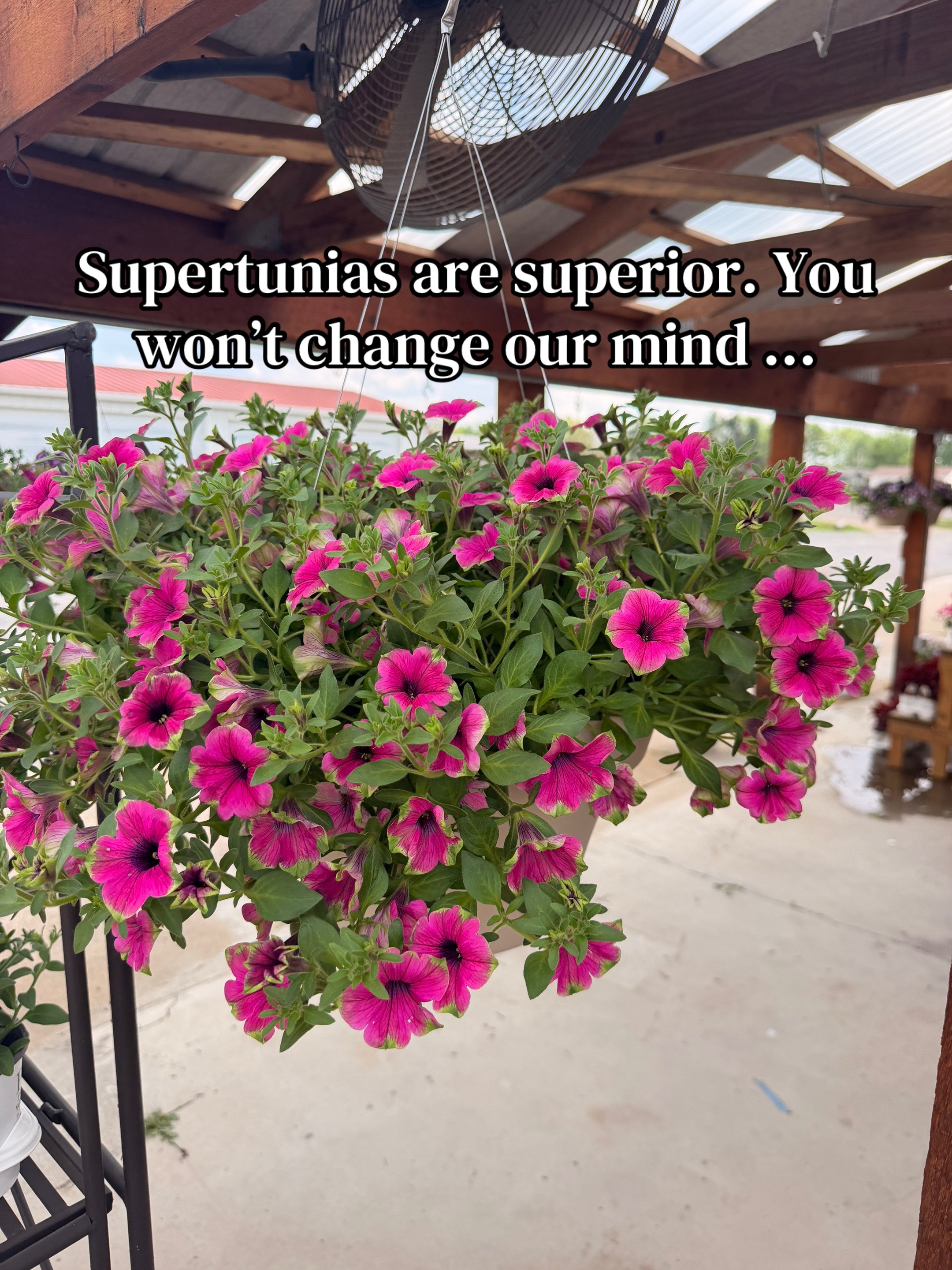 @Blessed Blooms Flower Farm🌷🪴