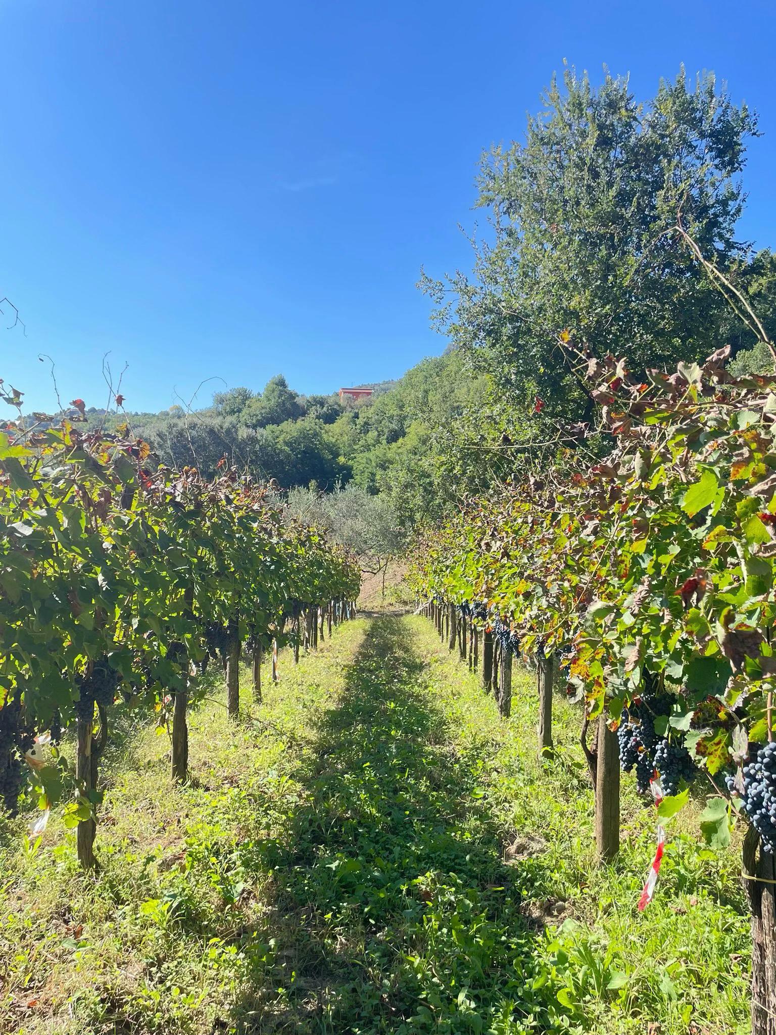 @Calici Di Stelle✨🍇🍷
