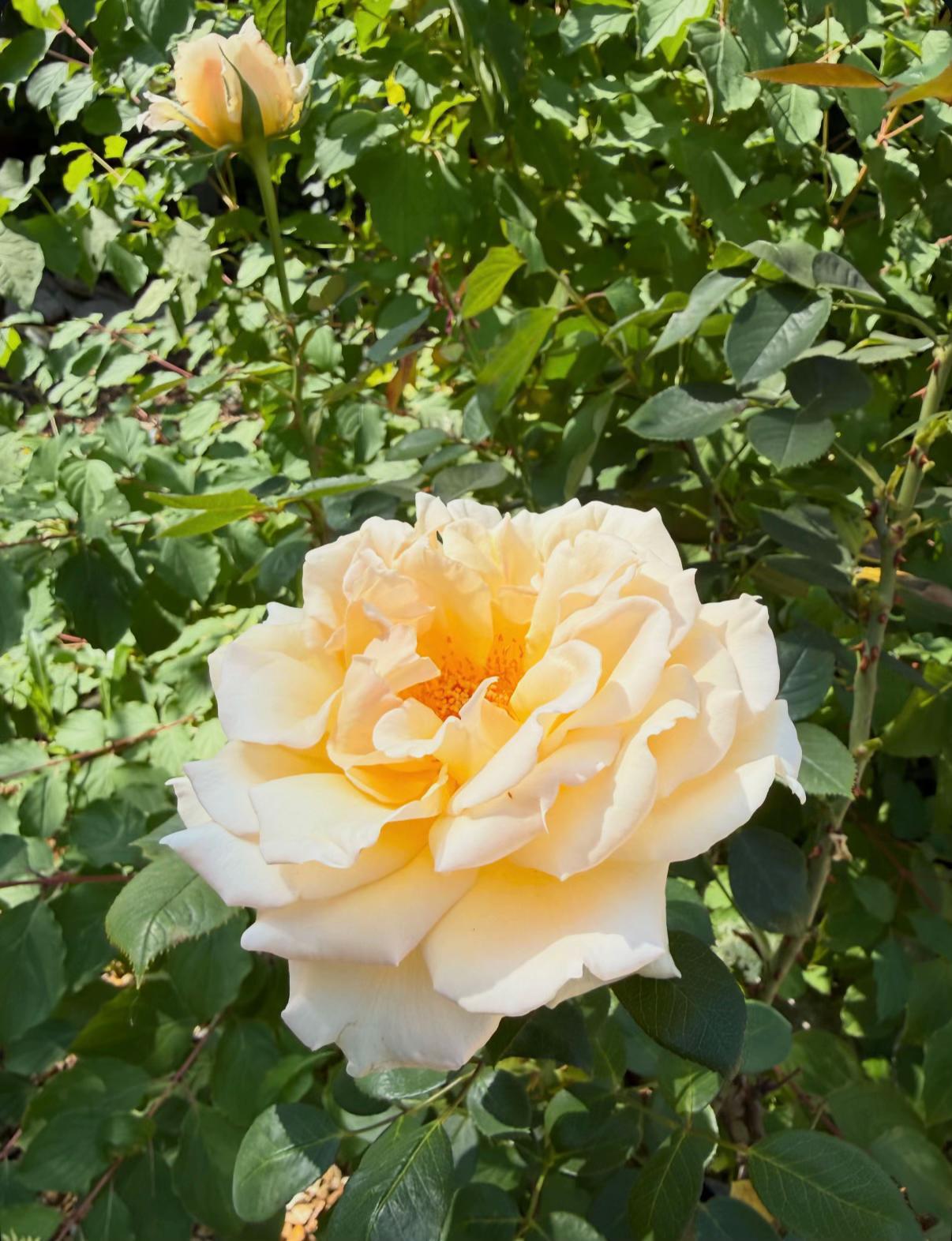 @#gardenerben