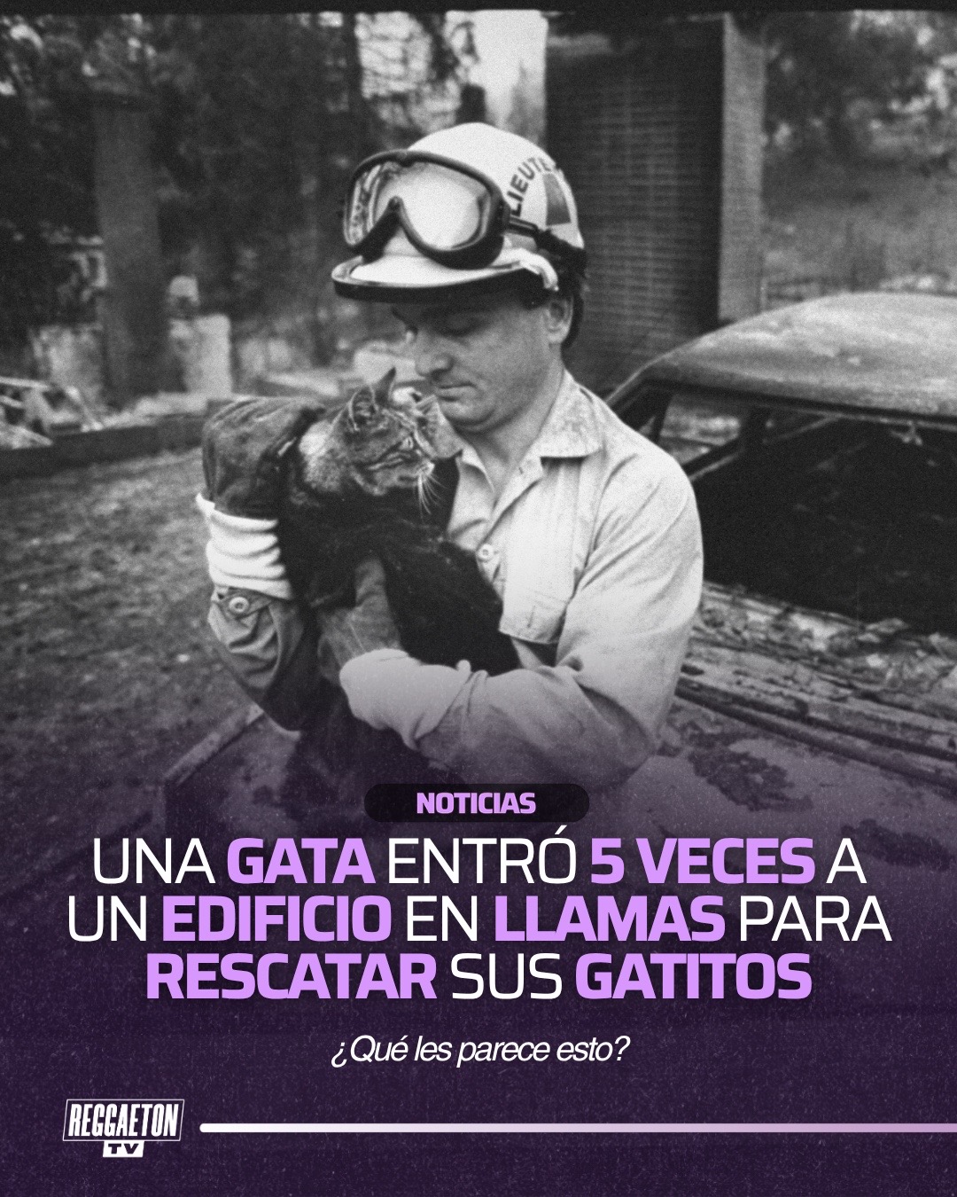 @ReggaetonTV by RapTV
