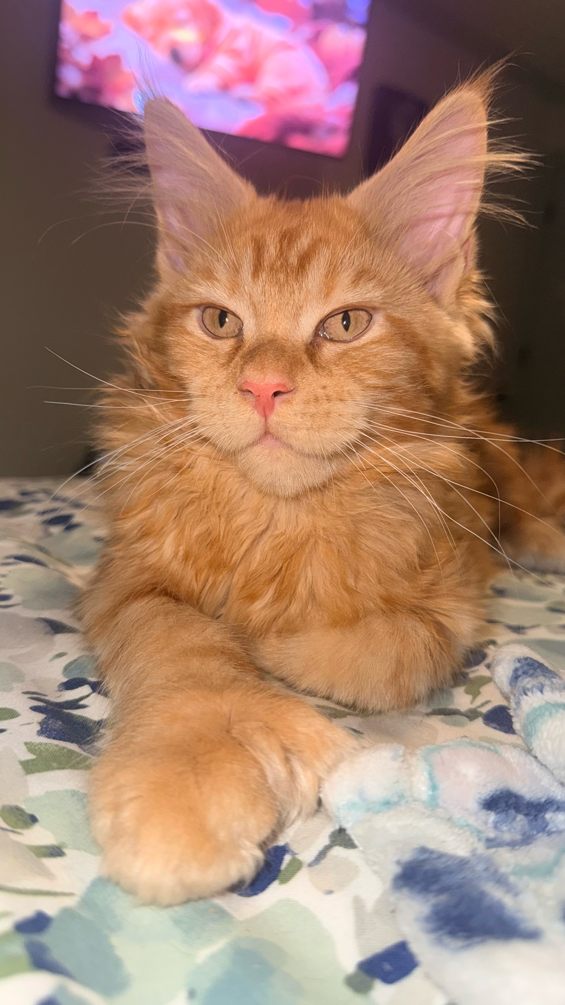 @Bellatrix Maine Coon Cattery