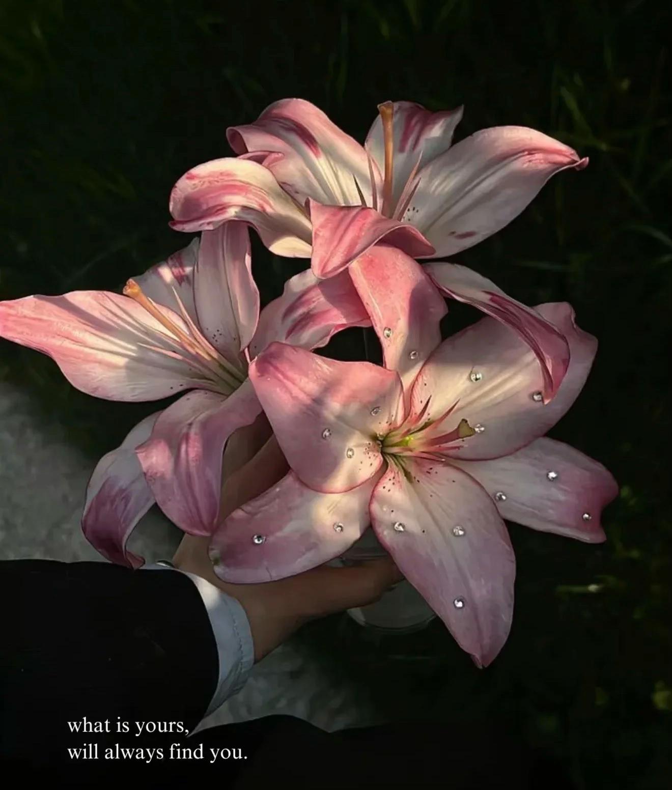 @Aᴢʀᴀᴇʟᴀ