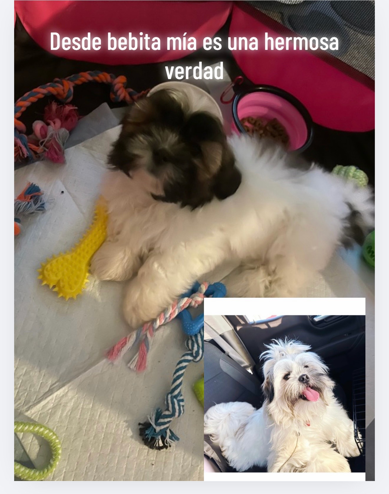 @Crispín_y_mia_shihtzu_puppies.