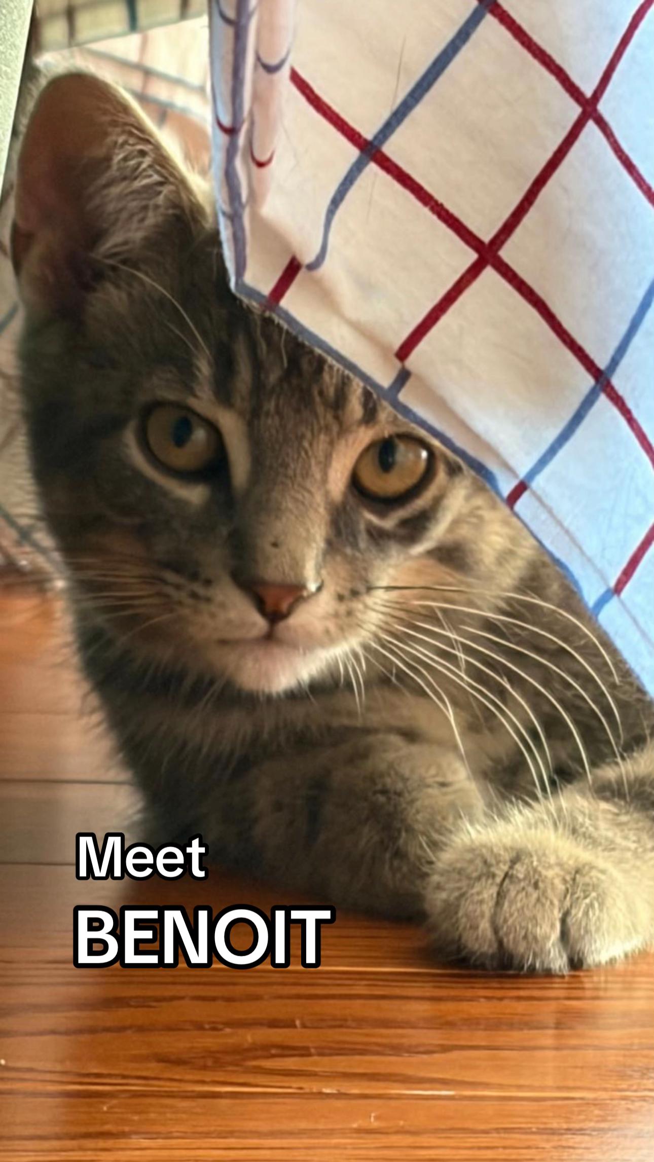 @North Toronto Cat Rescue