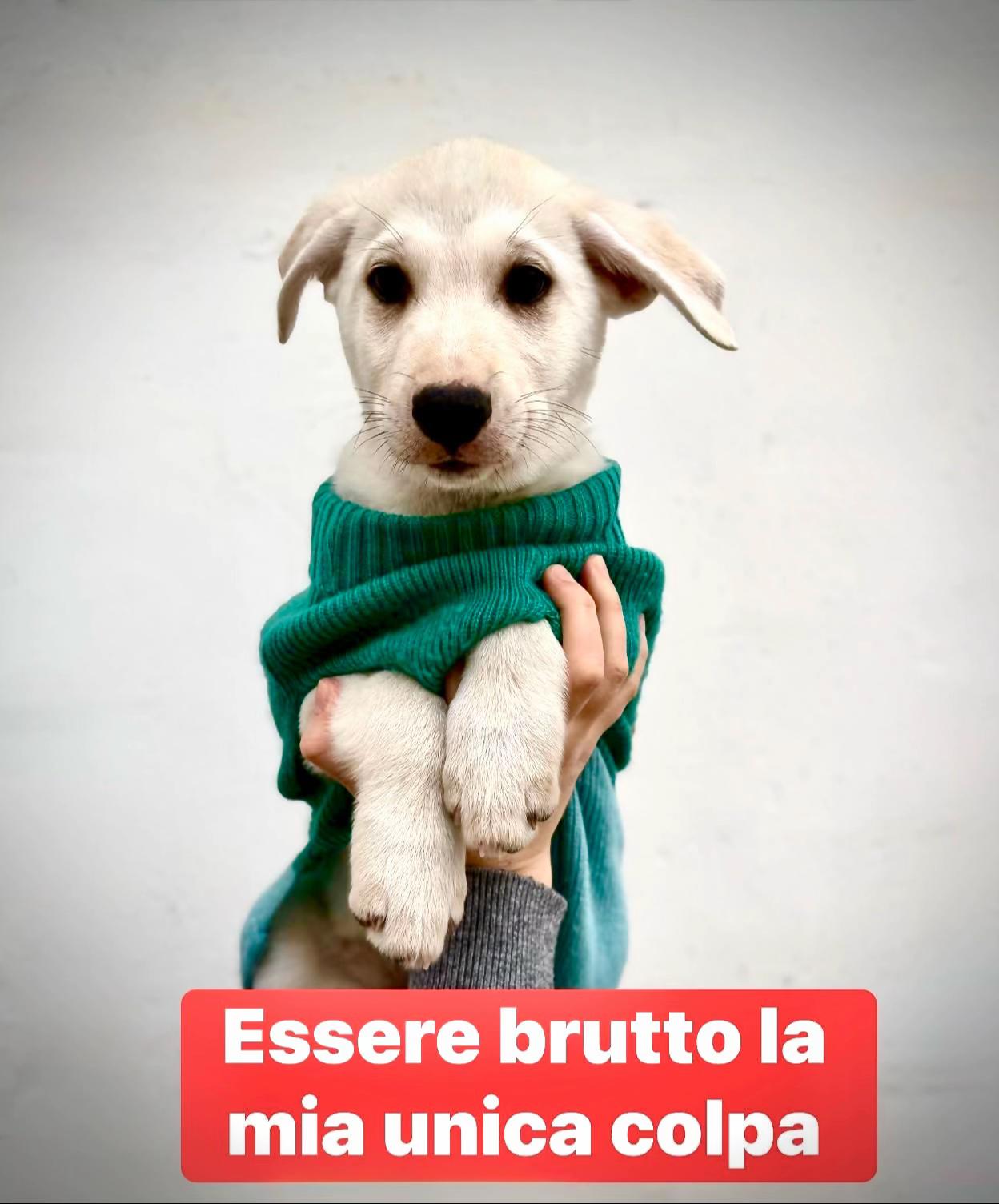 @Solo per amor loro 🐾🐾🐾🐾