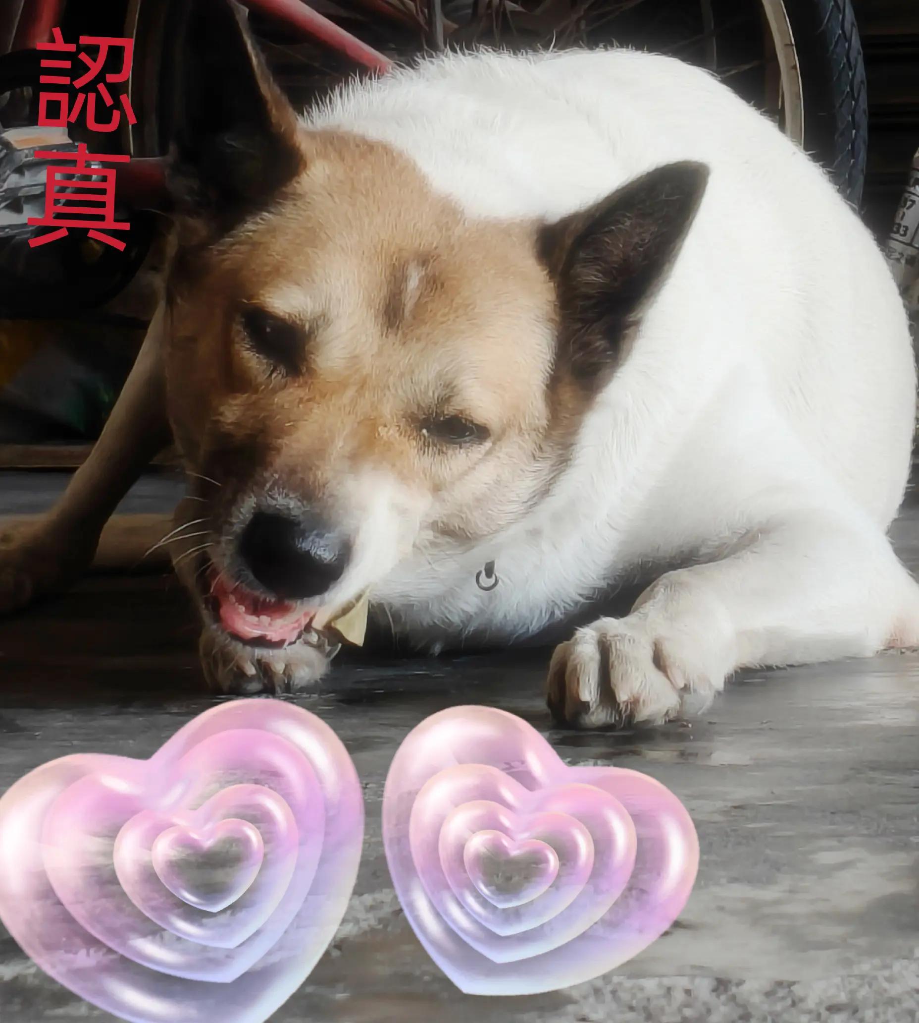 @大珍寶🥕🦮🐕🦺🐈⬛🐈🐕