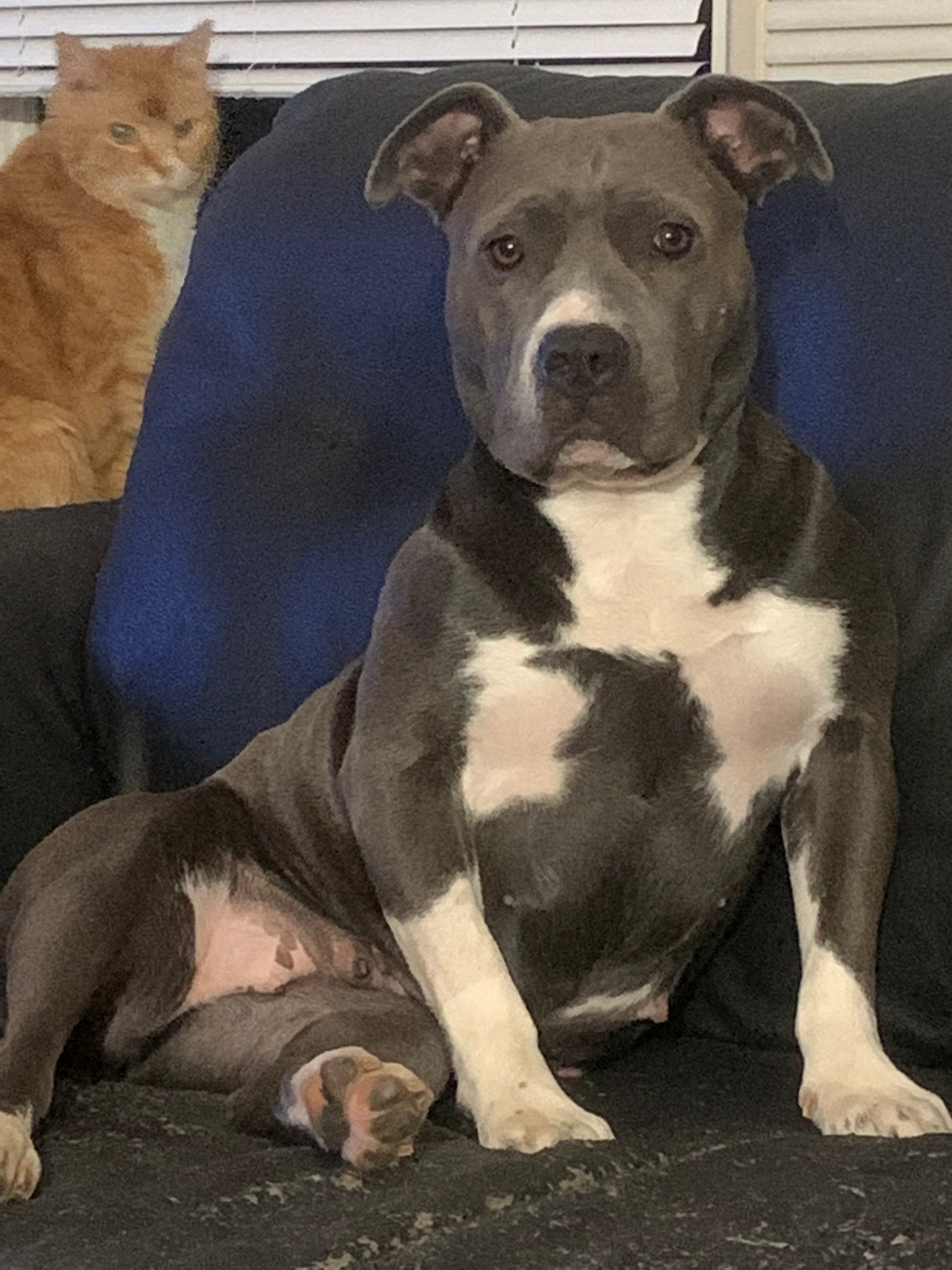 @Happy Tails Rescue, Inc.
