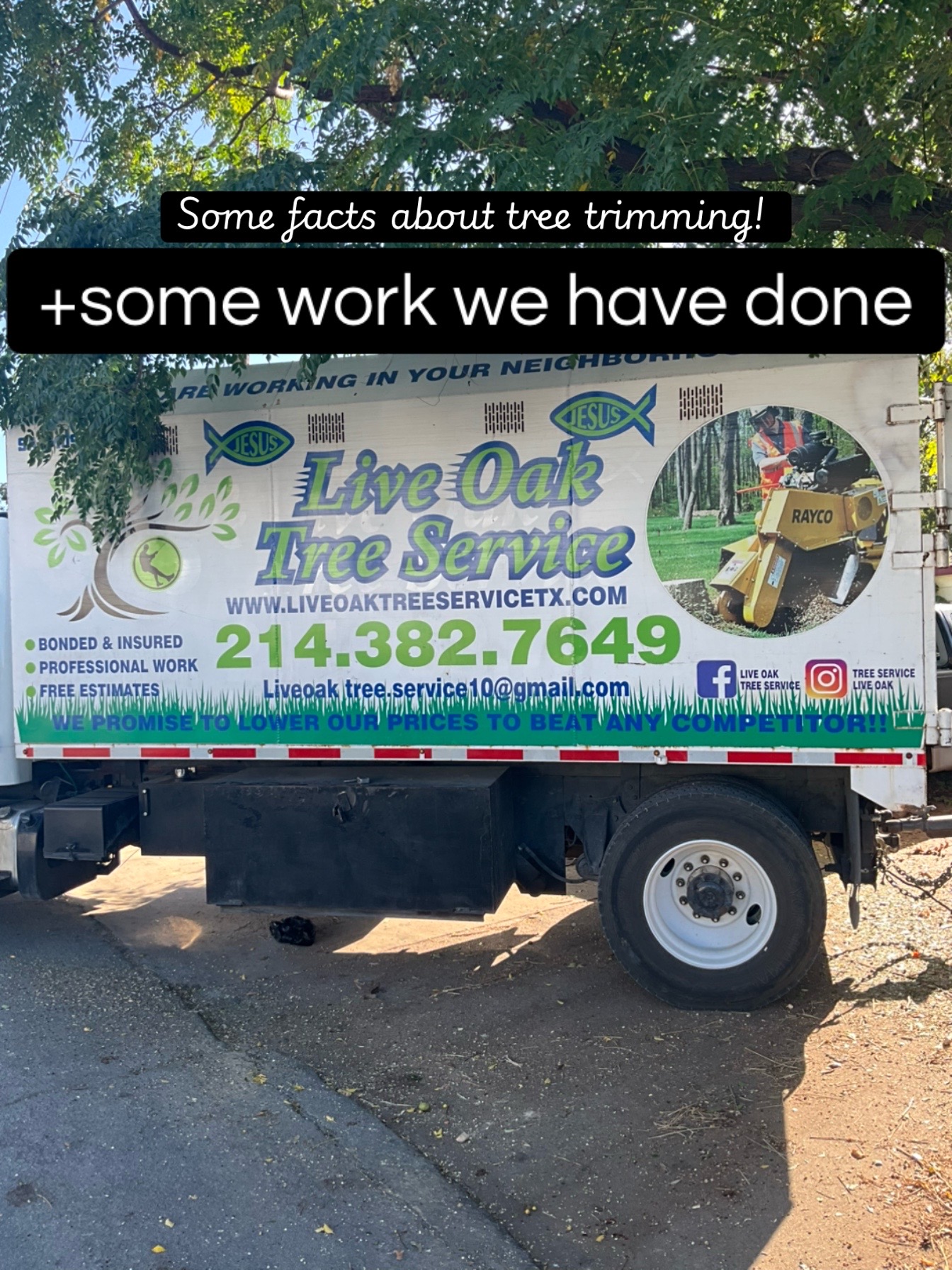 @Live Oak Tree Service