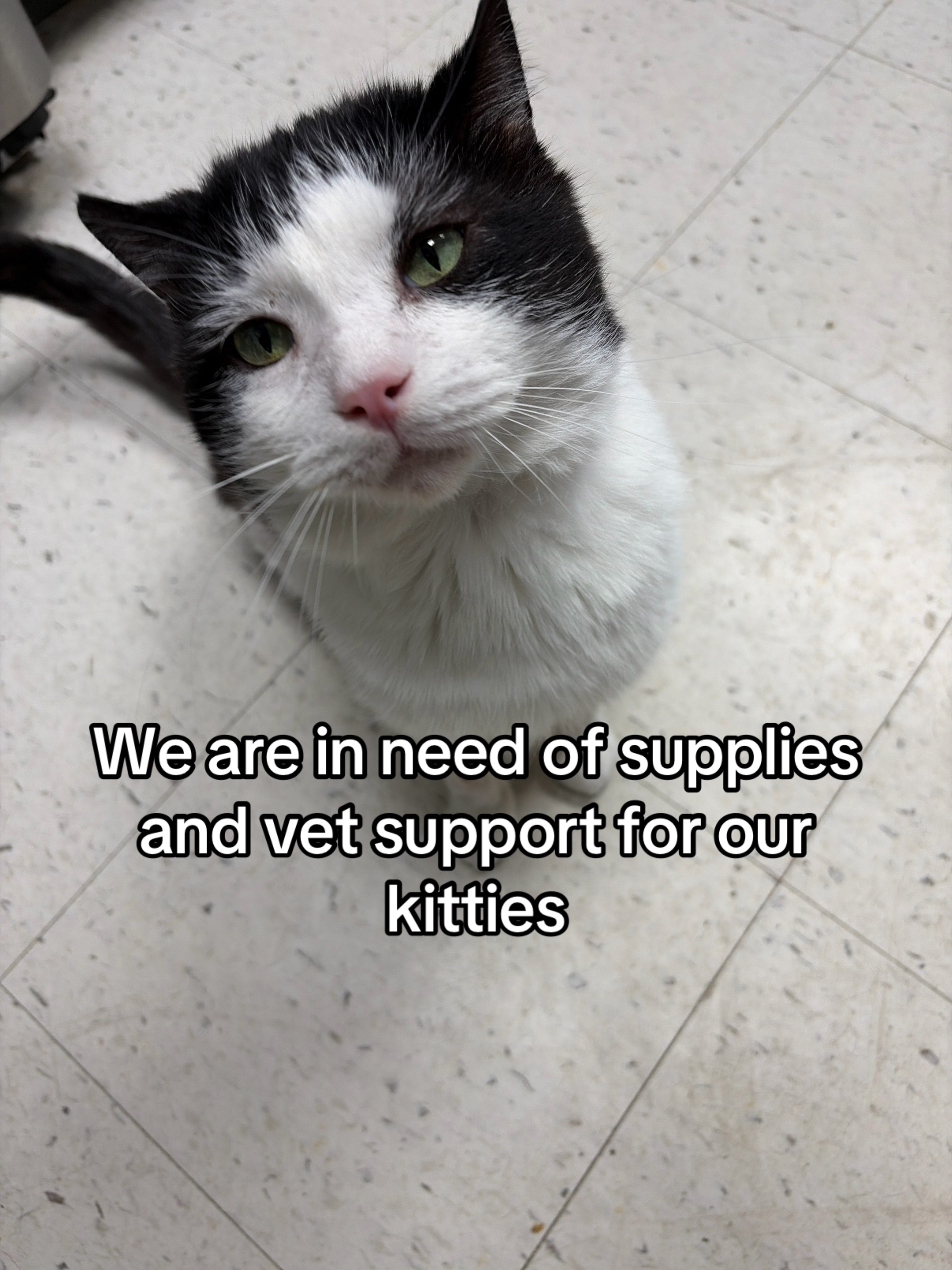 @Kovu&rsquo;s Kitties