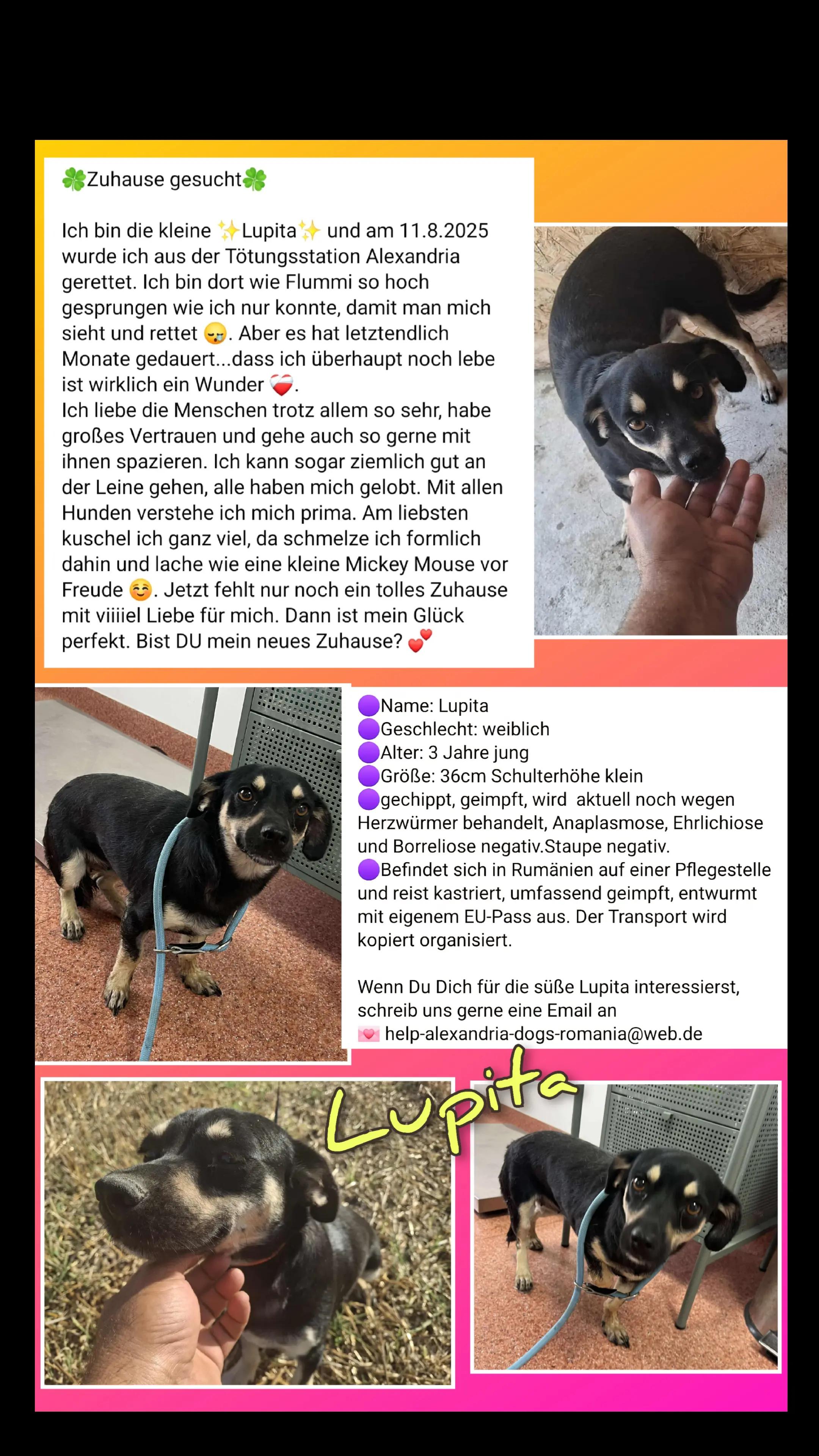 @rescuersalexandria