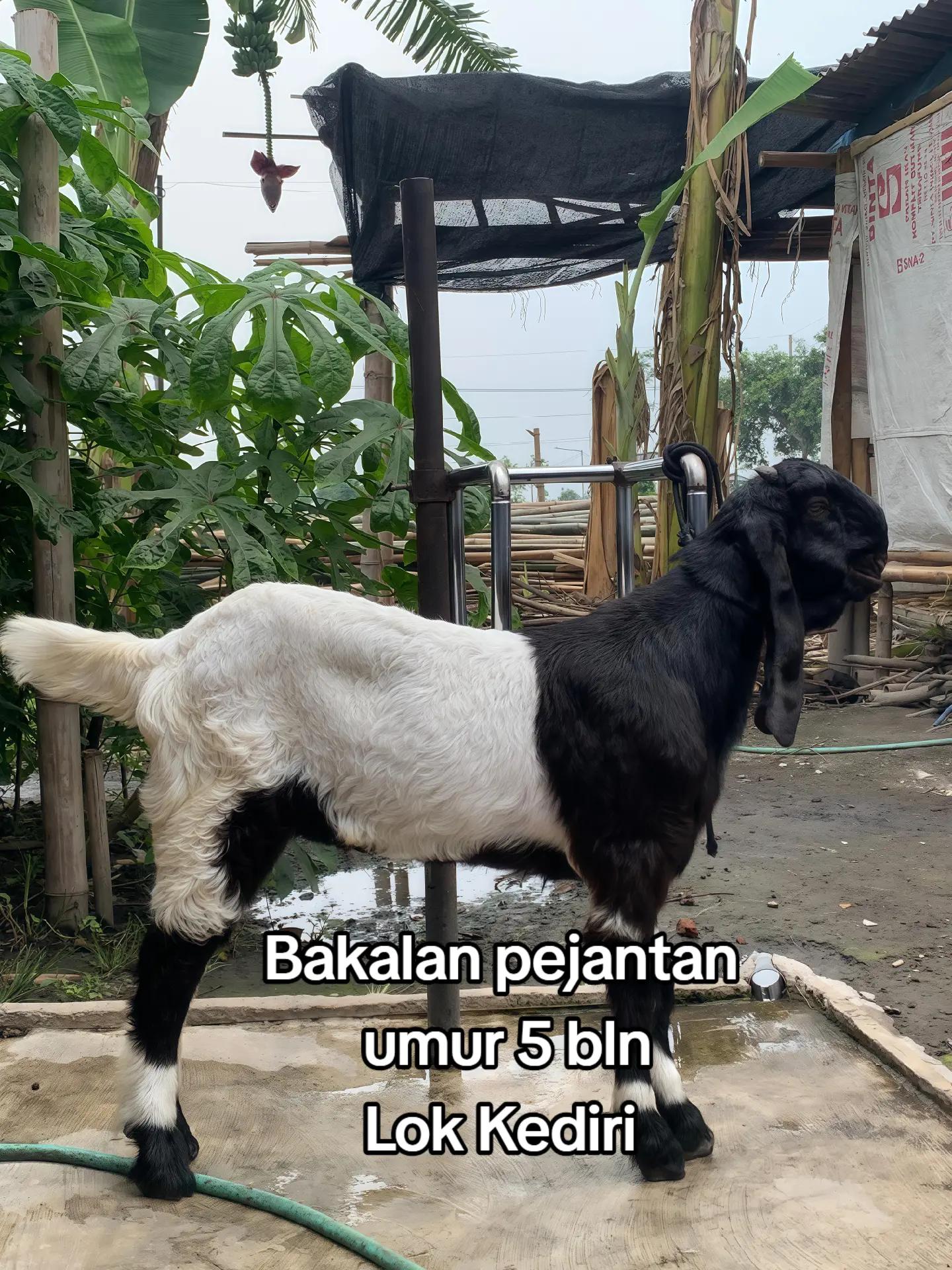 @DA FARM