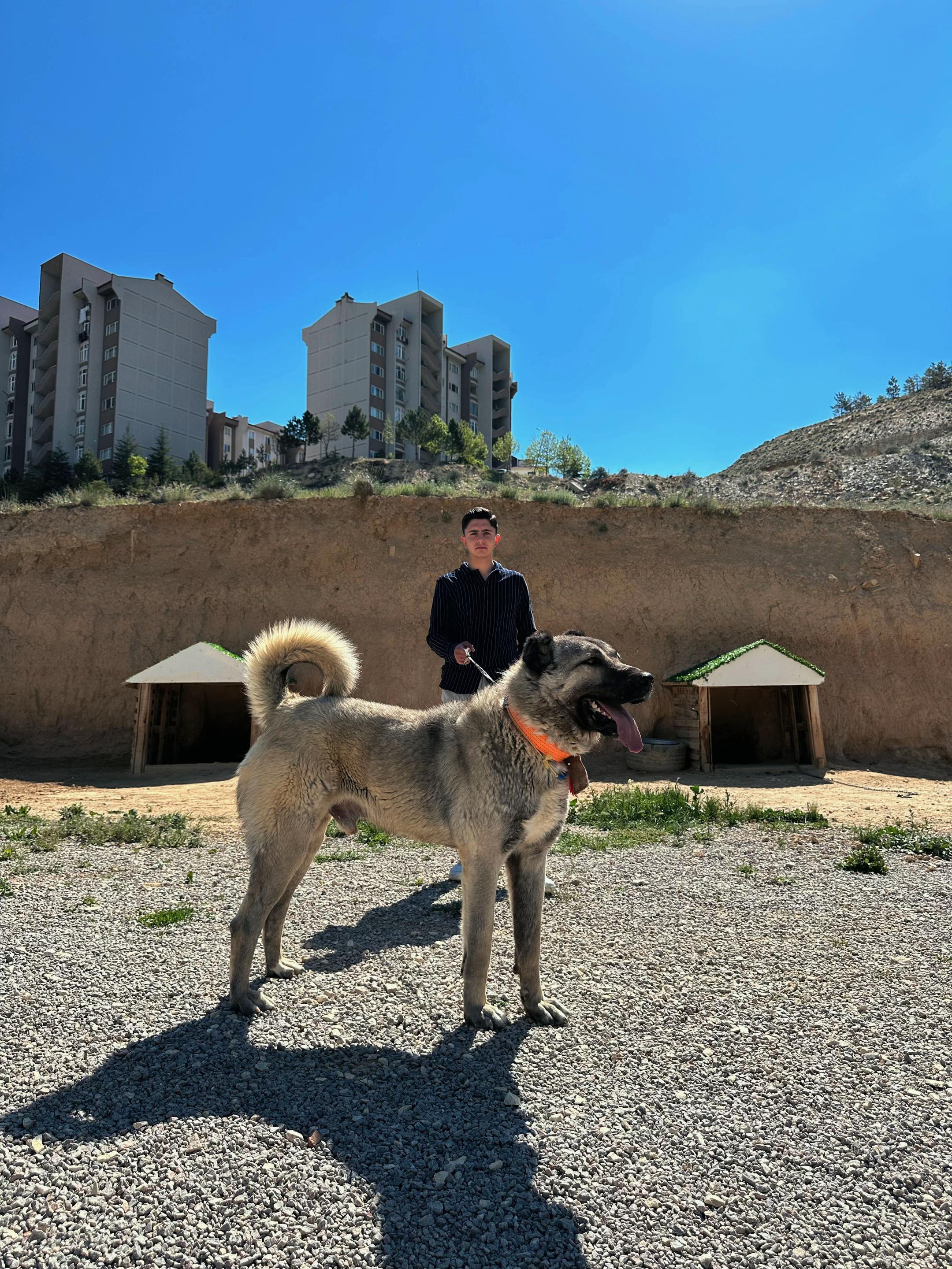 @Gürün.kennels58