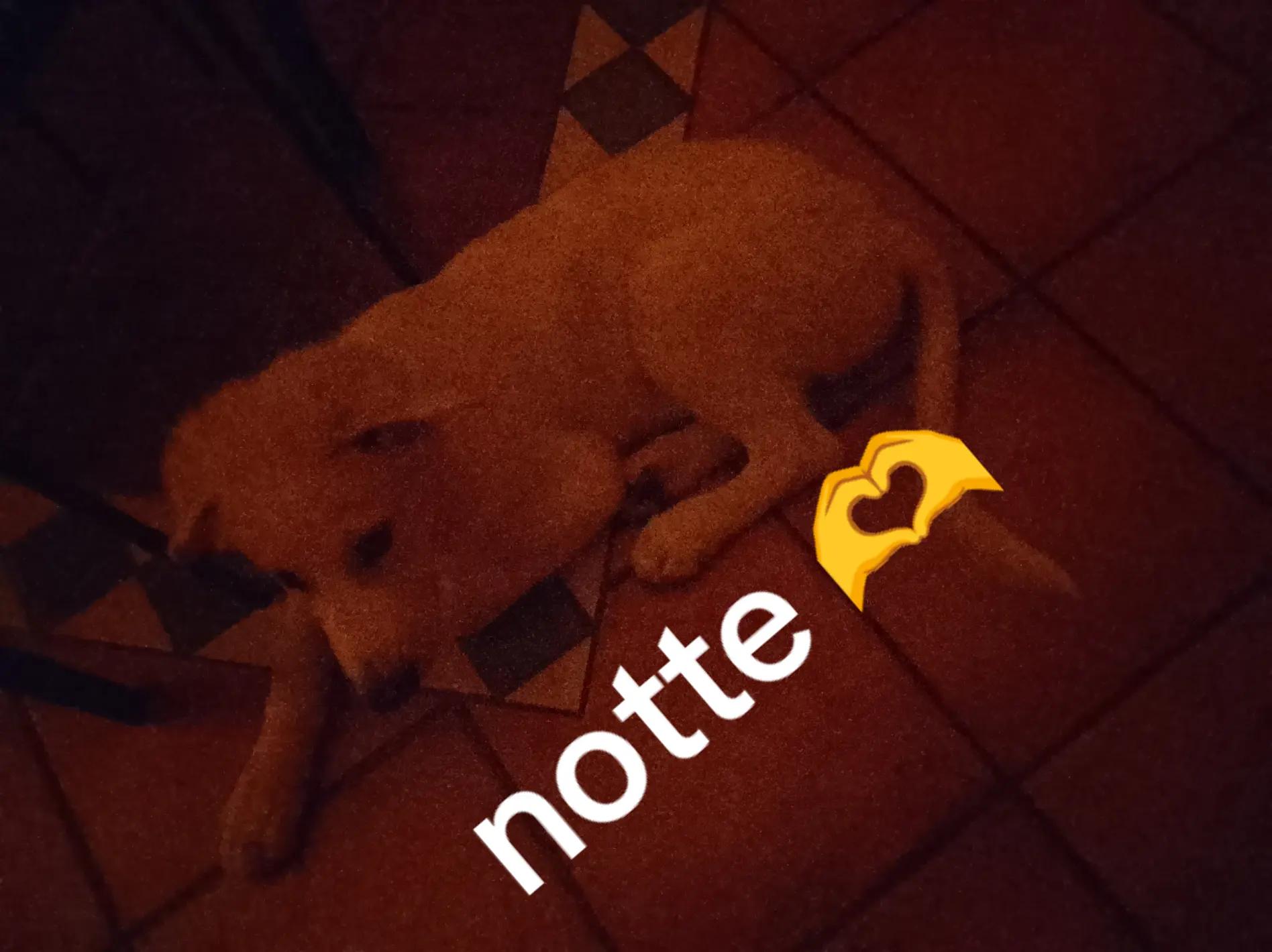 @lele