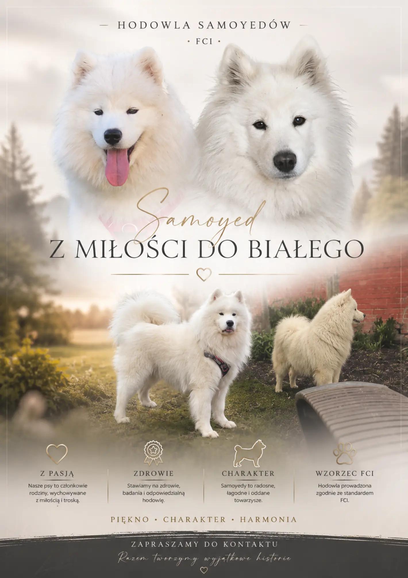 @Samojedowe🐶🇵🇱love🇬🇧